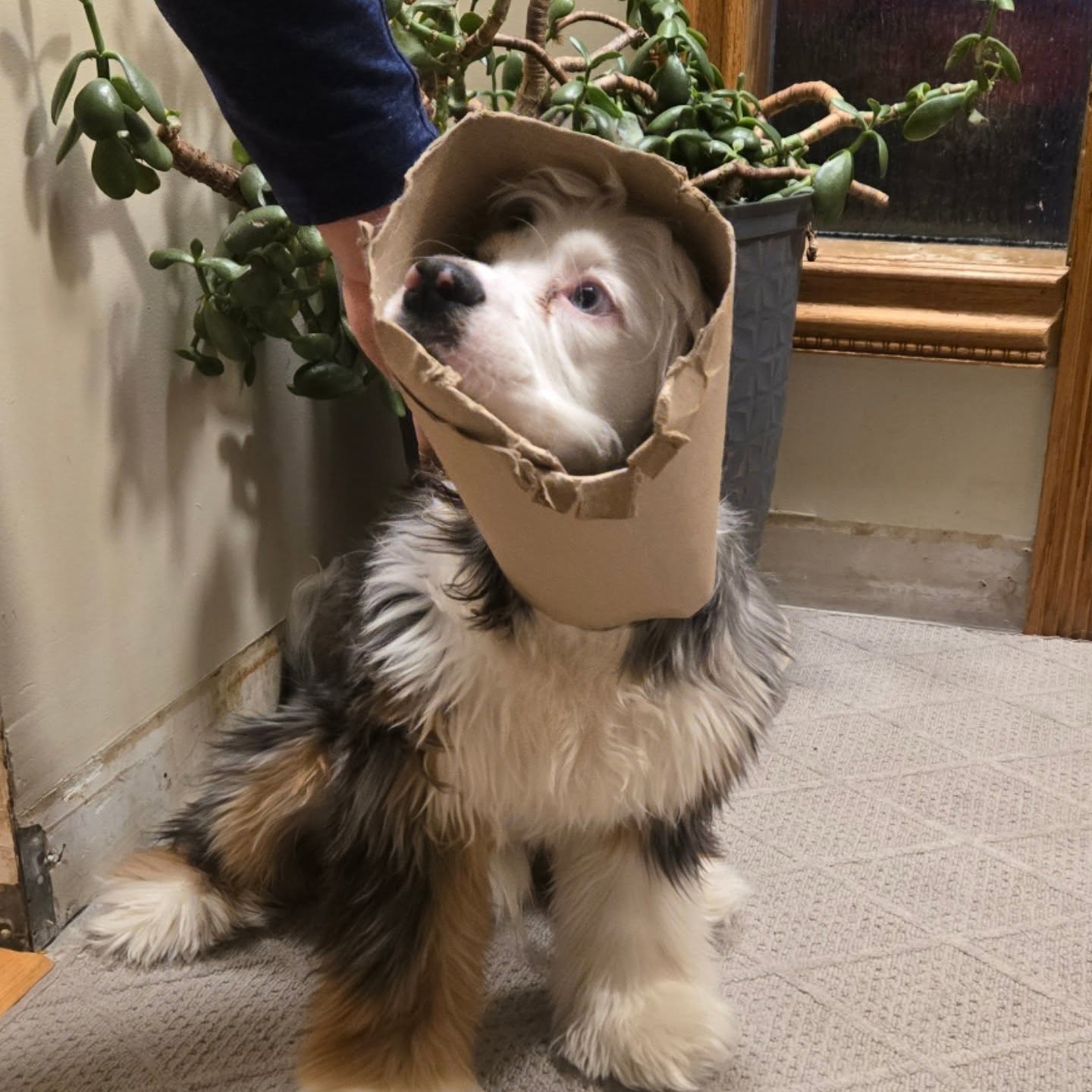 After neuter day, we needed a cone for Patches
— so we made one from cardboard with scissors and tape... while we were waiting to borrow one from a friend.
Was it fancy? Nope.
Did it work? Yes.
Did it save us a trip (and a few dollars)? Also yes.
Living simply isn’t about doing everything from scratch or doing it “perfectly.”
It’s about slowing down, being resourceful, sharing what we have, and choosing what works for your life in that moment.
Patches healed.
The cone came off.
The cardboard went back to the recycling bin ♻️
Simple. Grounded. Enough.
Share something you've diy in the comments!
#simplegroundedlife
#dogsofinstagram
#usewhatyouhave
#diy