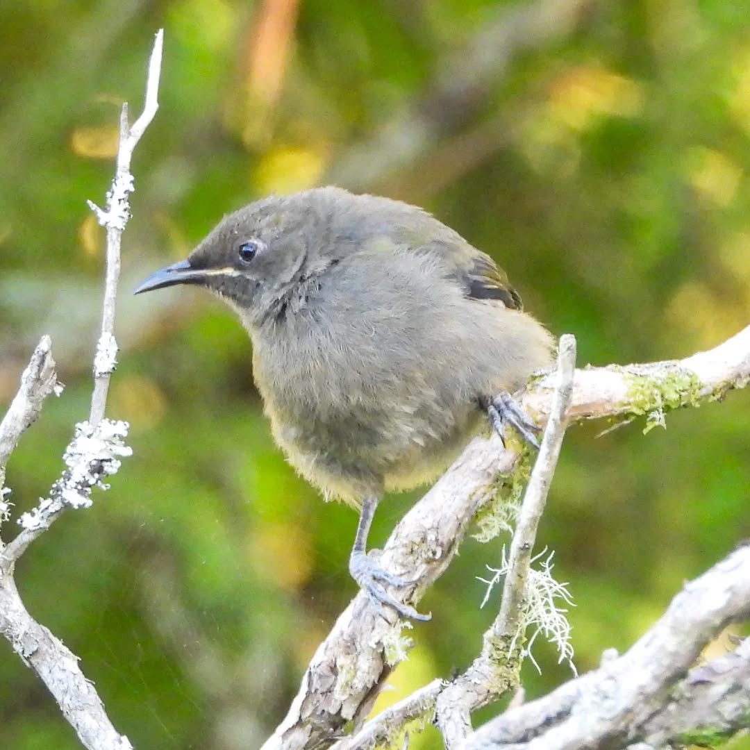 Juvenile Bellbird
#karameabellbirds #bellbirdnz #korimako