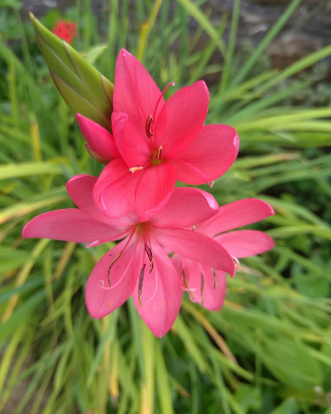 tyncellarcommunityhall #selfcateringcottage #selfcatering #holiday #cottages #margam #porthcawl #bedandbreakfast #inittogether #barnconversion #tyncellarfarm #thebarnbedandbreakfast #inittogetherfestival #farm #farmlife #visitwales #walesadventure #wales❤️#nature #september #wales #flowersofinstagram