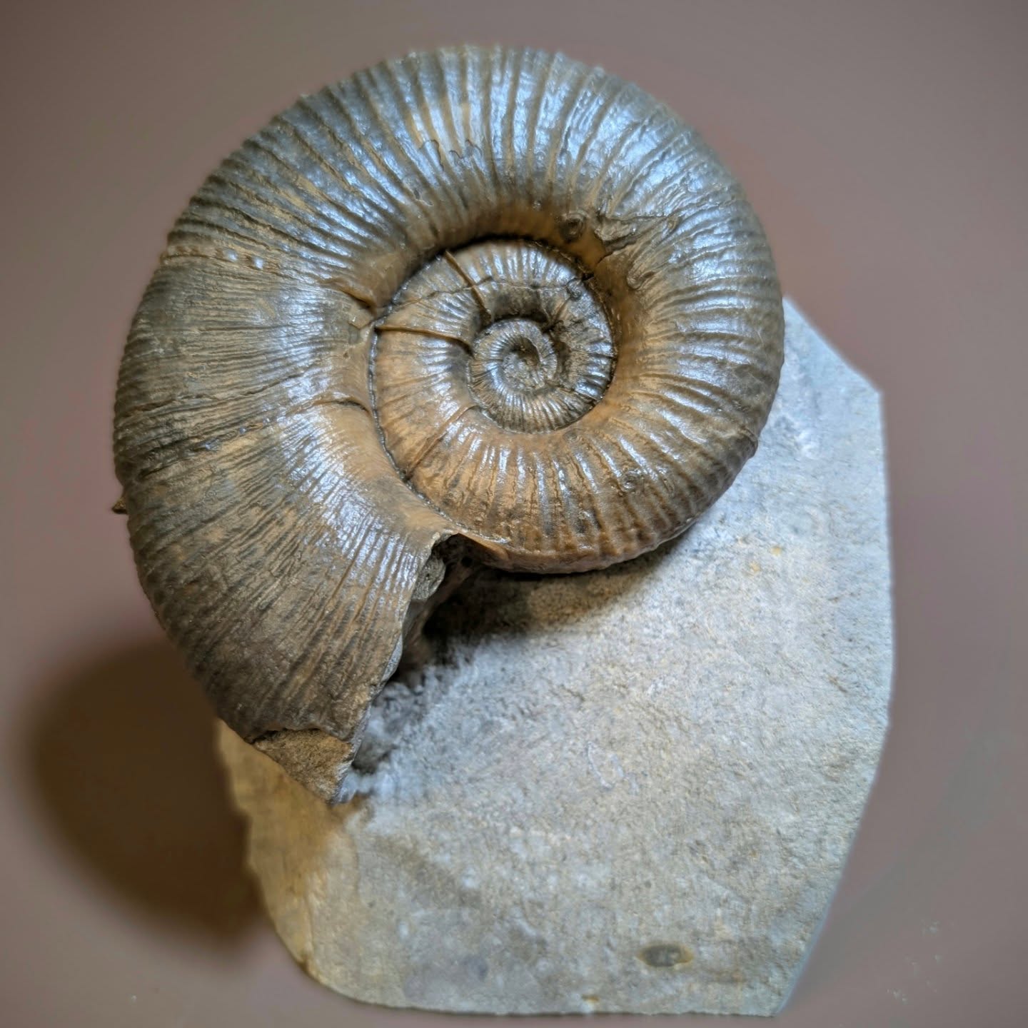 Lytoceras from Eype are beautiful ammonites often preserved in calcite with their shell. Some have 'wings' or inflated ribbing some don't. This one luckily has very delicate ribbing towards the centre and measures 11 cm at its widest point. Prepared for @ricbrig
#lytoceras #ammonite #fossils #lymeregis #museum paleontology