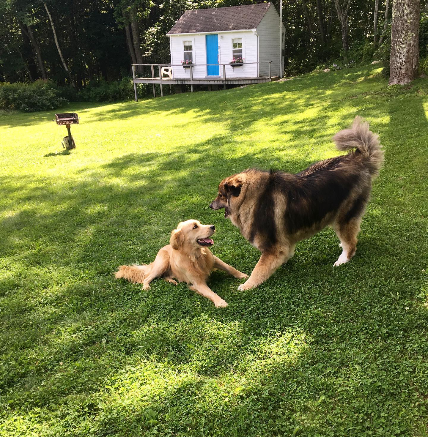 Happy September! It’s one of the best months of the year here. Come play, sauna, or make new friends like Sally and @sturgisthedog. The refreshing swimming pool stays open all season and the cabins and rooms all have heat #lincolnvillemotel #maine #cabins #motel #play #bbq #vacation #travel #petfriendly