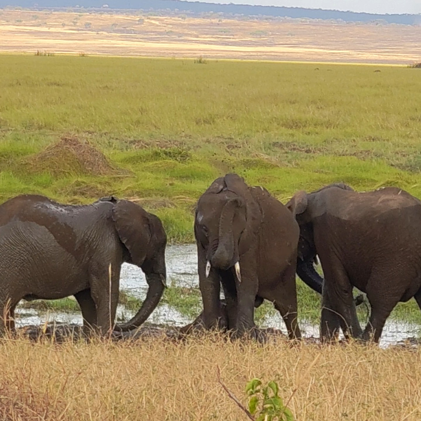 elephant family
www.planetgogoadventure.com
#elephants #savannah #serengeti #wildlifeperfection #wildplanet #planetgogoadventure