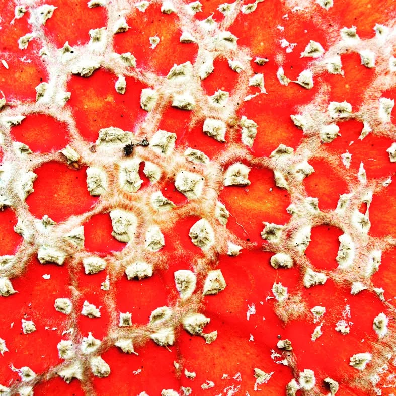 Intense scales on this beauty. #mushroomidentification #mushroomsofinstagram #mushroom #fungilove #fungus #fungi #fungiphotography #fungiofinstagram #mushlove #mush