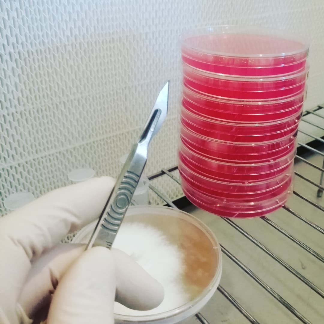 Ganoderma applanatum, Artists bracket wild clone onto ampicillin plates. #mycology #mycelium #wildclone #polypore #bracket #fungus #fungi #antibiotic #ampicillin #agar #myceliumrunning #mushroomcultivation #mushroomgrowing #mushroomfarm #mushlove