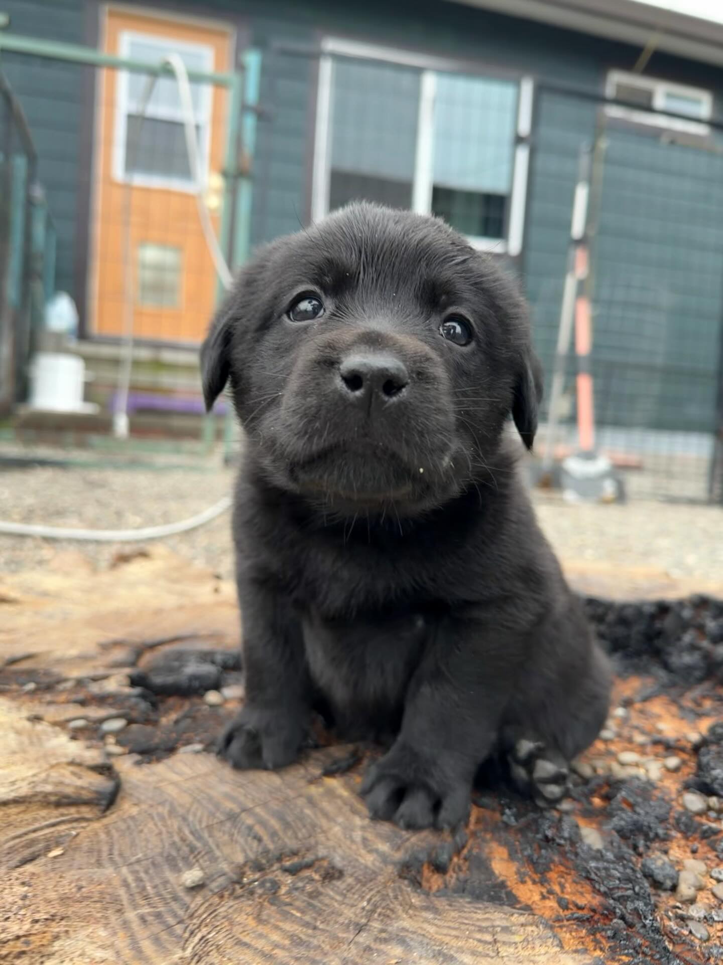 These guys are getting so full of personality!
And please take note of his little back paw. Itās f*ing adorable