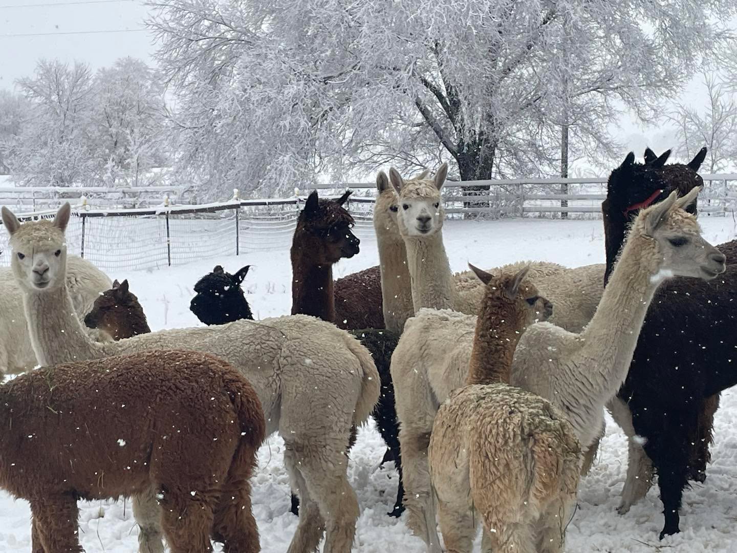 The herd is growing! I’ll be selling a few 1 and 2 year olds this spring, because it looks like all 7 girls are pregnant!! #alpacaforsaleMn #buffalomn #alpacaofinstagram
