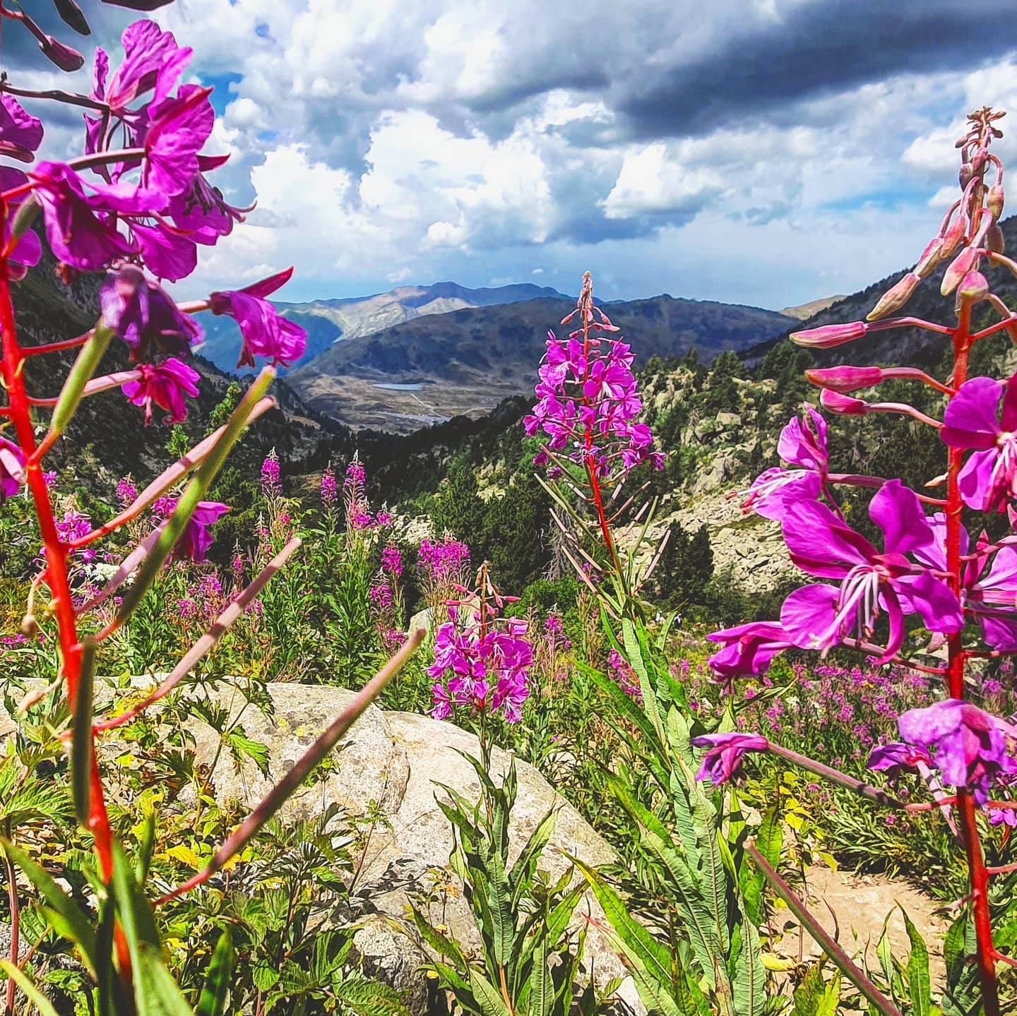 Hemos recomendado a unos campistas la excursión hasta Orri y nos han regalado esta foto 😍 ¿Os gusta? A nosotros nos ha enamorado 🥰