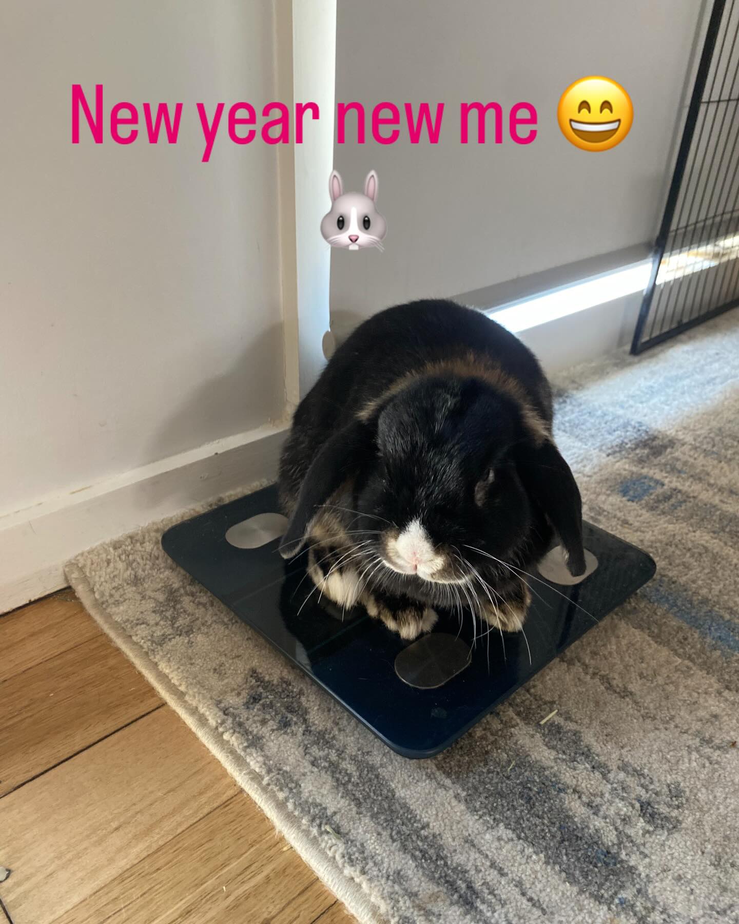 Hatty weighs herself ready for the new year! You have nothing to worry about Hatty! 🐰💖#bunny #bunniesofinstagram