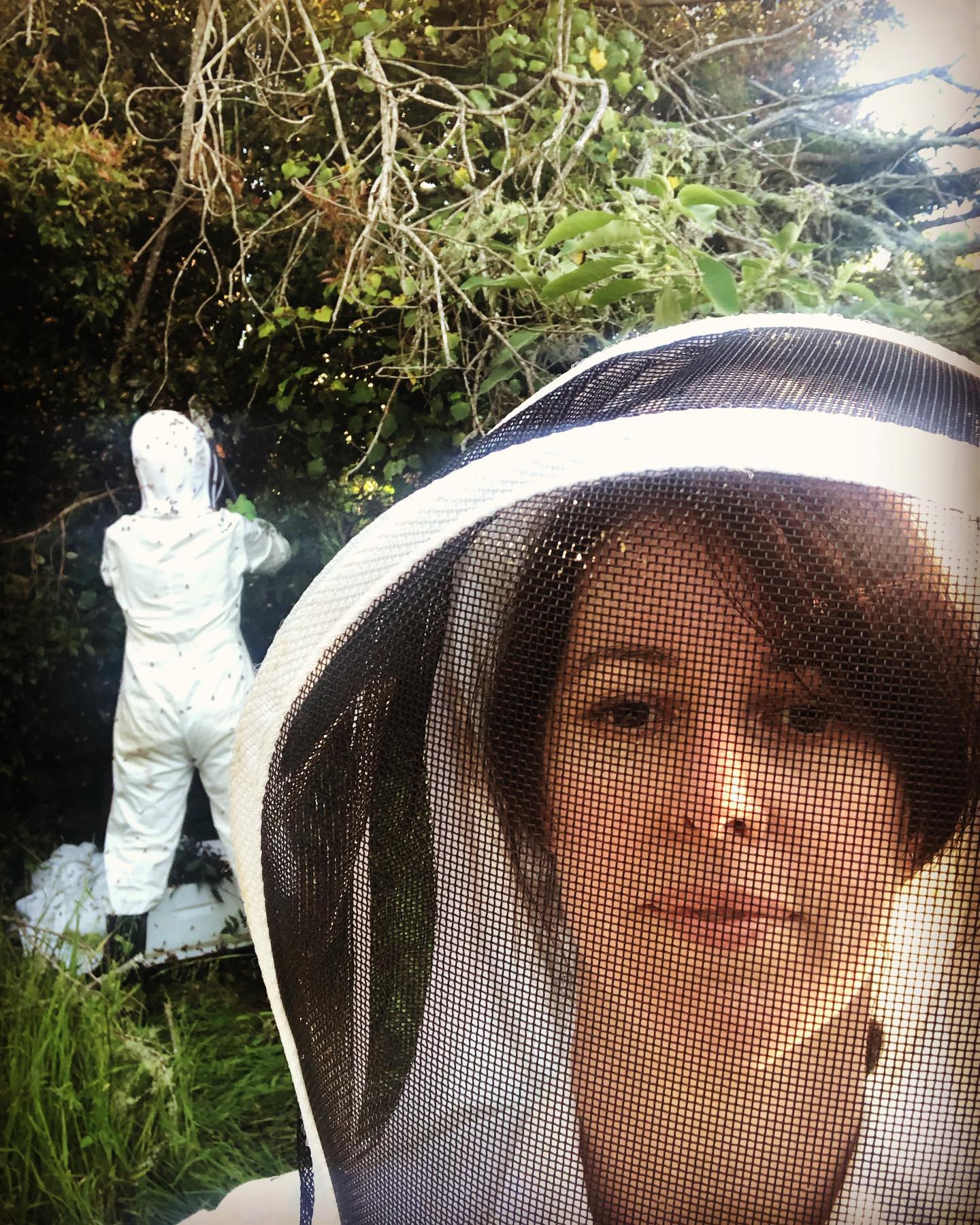 Catching a swarm on a Friday night! 🐝🐝
Bee swarm FAQs: 💚
https://aucklandbeekeepersclub.org.nz/faqsbeeswarms.php