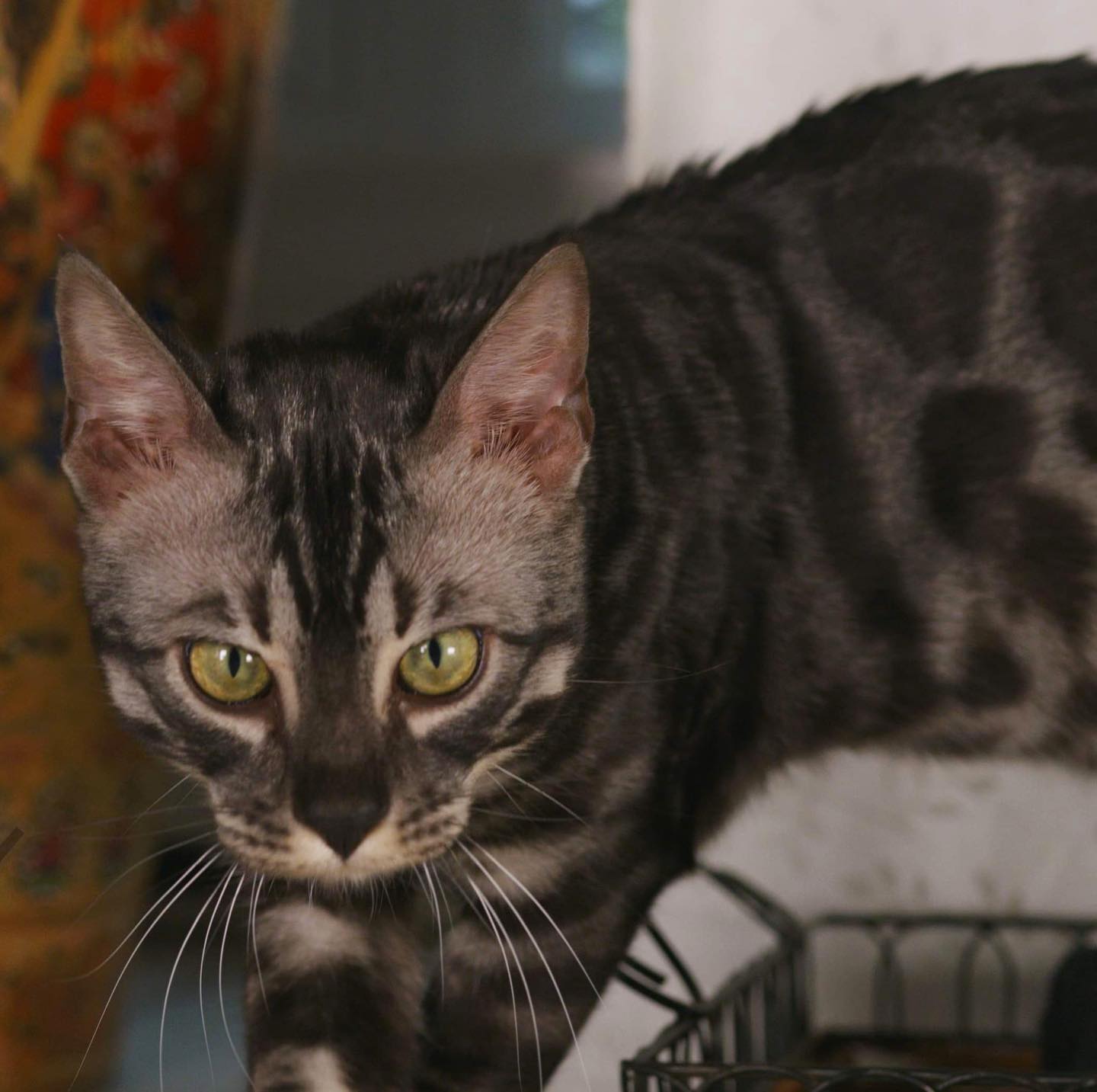 Notre beau ténébreux, Milo✨🖤#blacksilverbengal#leranchdubengal#generations2#bigboy#eye#bengalcat