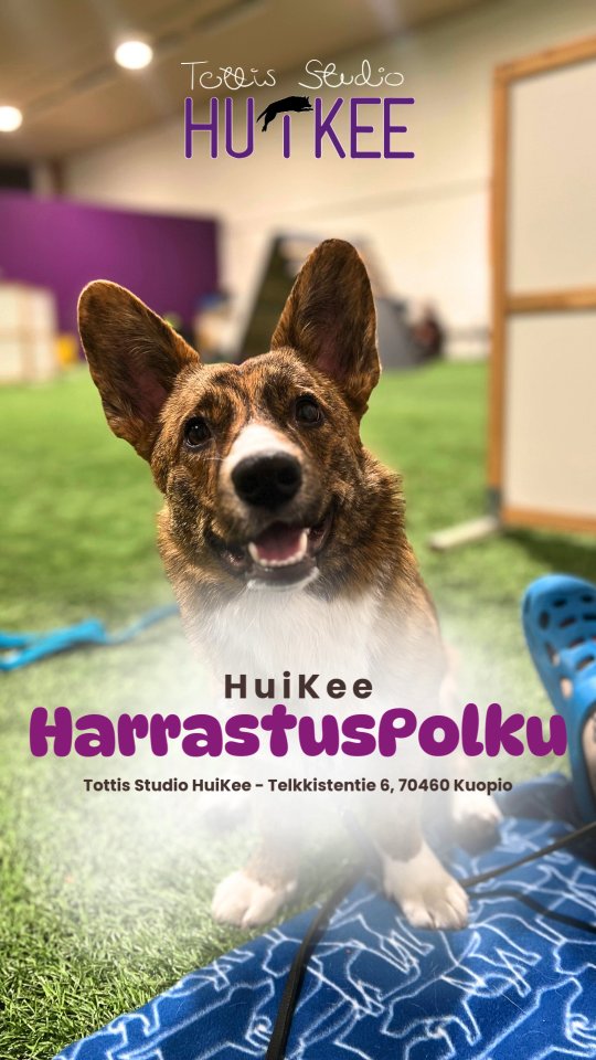 ✨️ HuiKeen HarrastusPolku ✨️
~ Pohjataidoista kisakentille - yksilöllisesti ja varmasti ~
HuiKee HarrastusPolku on suunniteltu koirakoille, jotka haluavat rakentaa harrastamista pitkäjänteisesti, koiralähtöisesti ja tavoitteellisesti. Kurssit muodostavat selkeän etenemisen aina perustyöskentelystä lajikohtaiseen treeniin ja kilpailuvalmiuteen asti.
HuiKeella uskomme, että vahva pohja on kaiken tekemisen ydin: motivaatio, yhteistyö, selkeä kommunikaatio ja koiran tunnetilan huomioiminen. Kun nämä ovat kunnossa, harrastaminen on sujuvaa, kehittävää ja ennen kaikkea hauskaa!
Tällä hetkellä koulutuspolussa on alkamassa ja tulossa:
▫️ArjenTaidot
▫️ Kontakti Haltuun
▫️ TOKO Startti
▫️ Rally Startti
▫️ Nose Startti
Lisäksi kevättä kohti lisätään ohjelmistoon mm:
▫️ Harrastuskoiran ABC
▫️ Puuhakurssi
▫️ Puuhakurssi Vol2
Tutustu myös pennuille suunnattuun Pentu Starttiin sivuiltamme! ✨️
💜 Kurkkaa lisää kursseistamme kotisivuiltamme ja ilmoittaudu mukaan ✨️🥰
#tottisstudiohuikee #koirakoulukuopio #harrastuskoira