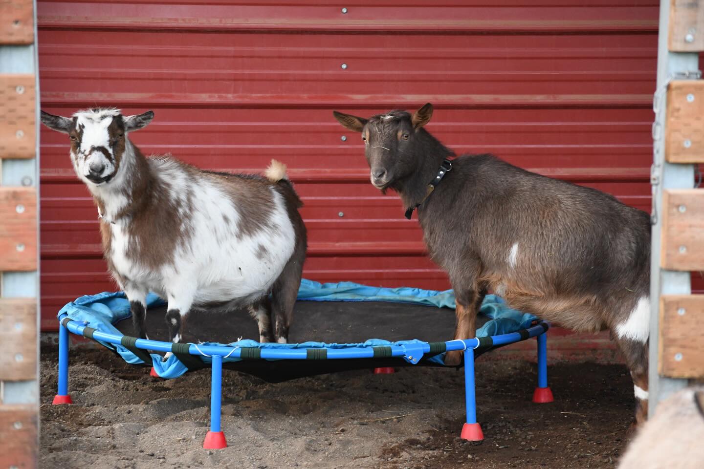 Pixie and Robin love the big trampoline 😄
#adga #4h #farmlife #dairygoats #nigeriandwarfgoats