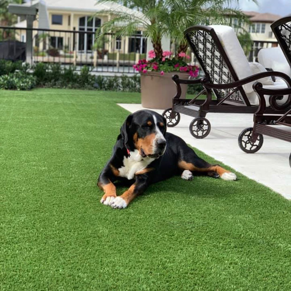 Lush, green, and pet-approved! 🐾🌿 Our synthetic grass keeps your outdoor space looking perfect year-round—no mud, no mess, just comfort. 🏡💚
Ultimateturf.com
Info@ultimateturf.com
#PetFriendlyTurf #UltimateTurf #lowmaintenancelawn #petturf #dreambackyard