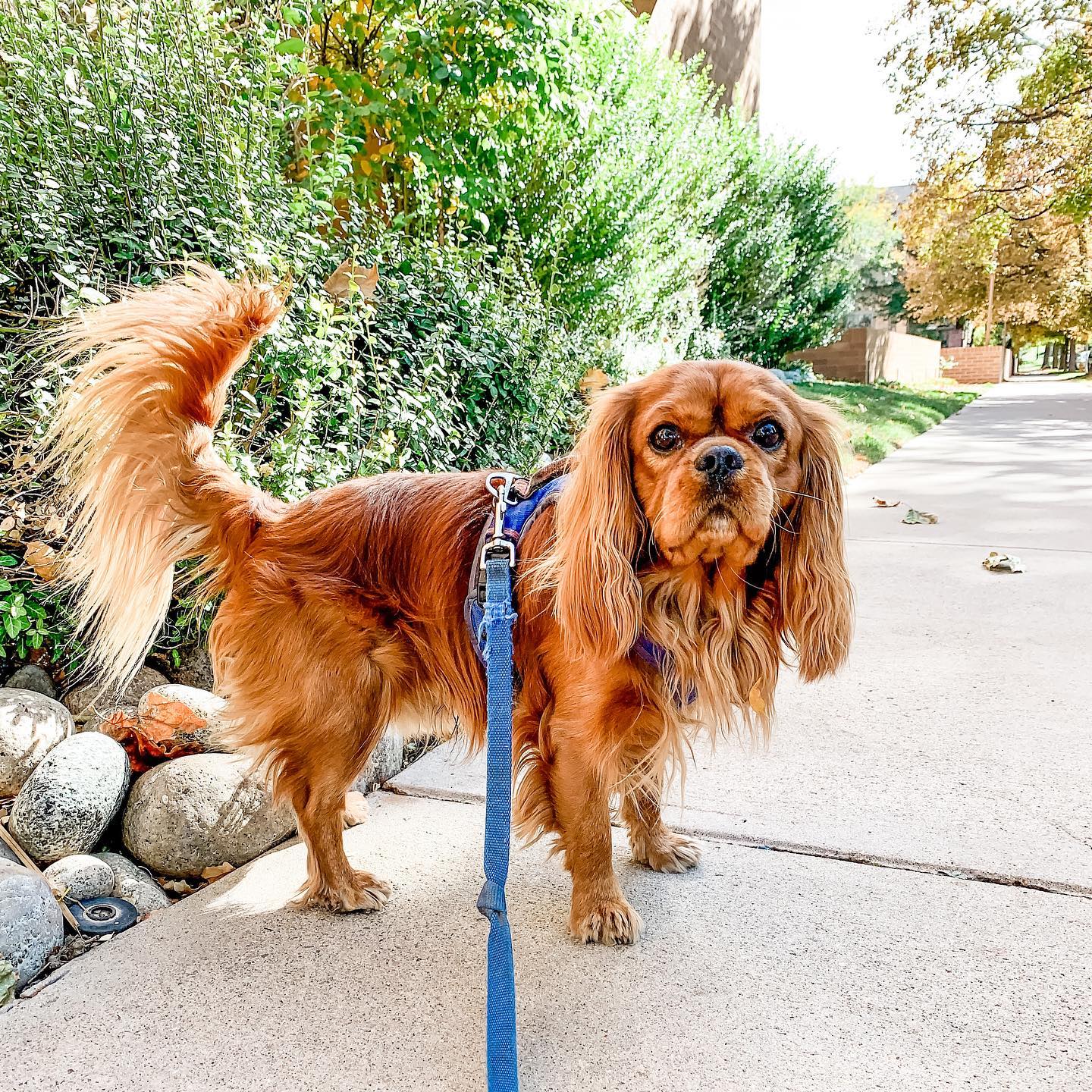 💙🐶❤️Happy 4th of July! ❤️🐶💙