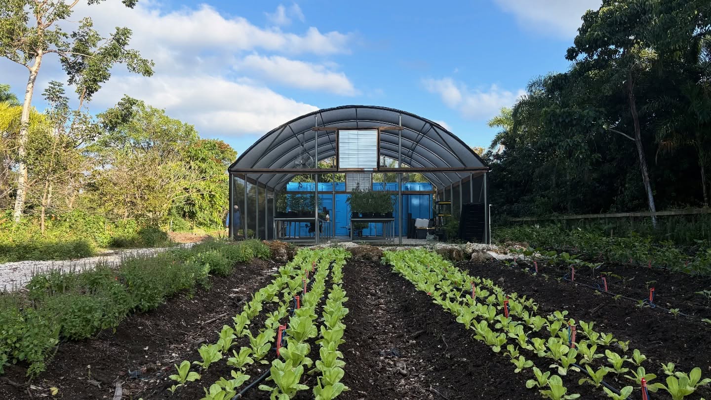 We are officially expanding the Lion Farms ecosystem with the addition of a living nursery in collaboration with Cultiva Miami 🌱🤝
Cultiva Miami Nursery offers ready-to-plant edible crops for home gardeners and farms seeking to diversify food production in subtropical and tropical environments. Each variety is carefully selected for flavor, performance, and adaptability to South Florida conditions, and every starter plant is produced using regenerative practices that prioritize soil biology, root health, and long-term plant resilience.
By integrating Cultiva Miami’s nursery science into Lion Farms’ closed-loop agricultural campus, we are creating a direct pathway from propagation to production. This collaboration allows us to offer starter plants that align with our compost systems, soil biology, and long-term sustainability goals 🌍♻️
🌿 Starter plants are now available for purchase every Saturday
🕙 10:00 AM – 2:00 PM
Come tour the farm, explore the nursery, meet the growers, and take home plants grown with purpose.
Grow with us from the ground up 🌴🌺
👉 Visit us this Saturday and be part of the system.