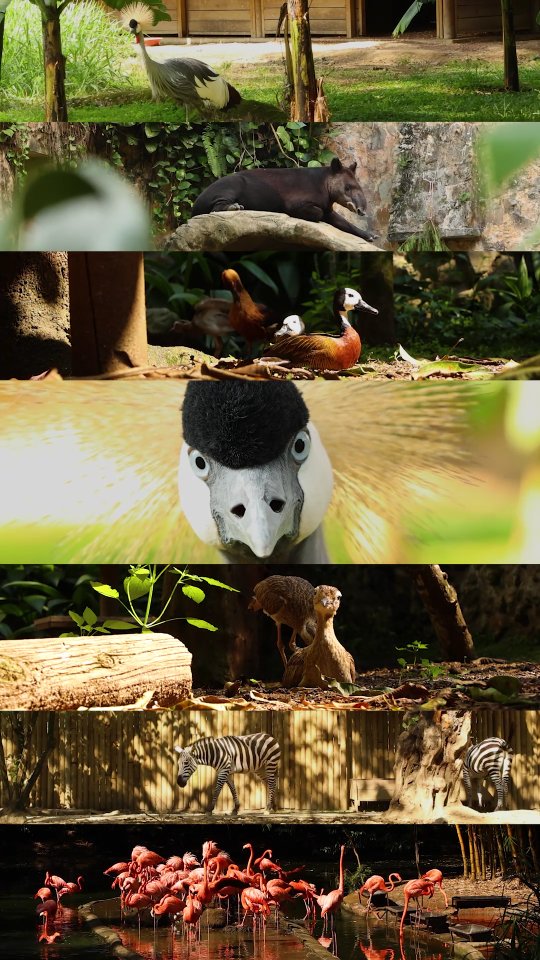Aquí aprendemos a cuidar,
a respetar y a amar la vida.
Porque proteger la naturaleza también se aprende.
Territorio de vida. Haz parte de esta familia. 🌿
Tu visita es parte de nuestro compromiso con la vida,
el bienestar animal y la protección de las especies. 💚🐾
📍 Planea tu visita en
https://www.zoologicodecali.com.co/
.
.
.
#ZooCali #MuchasHistoriasQueContar #PasiónPorLaVida