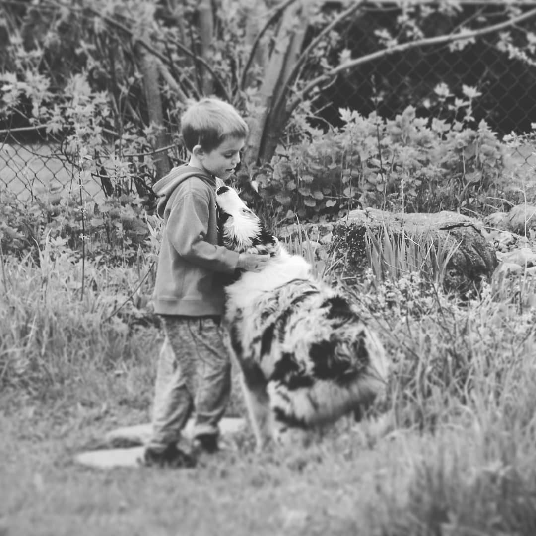 Besties ๐พ๐
#puppylove #puppiesofig #showdog #ausableriveraussies #aussiesofinstagram #aussiesofig #dogsofig #dogsofinstagram #dog #australianshepherd #londonont #canada #ckc