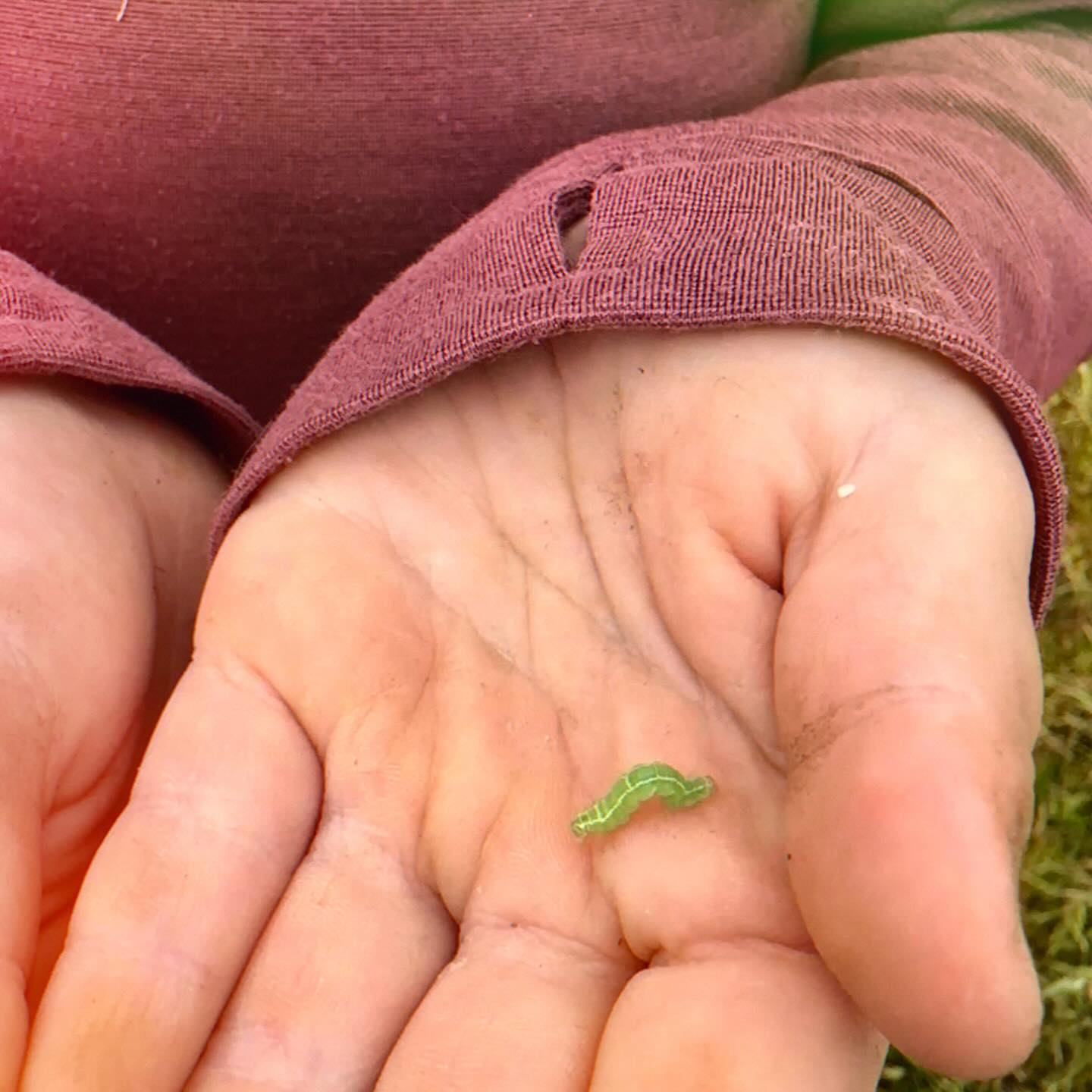 The natural world is exceptionally suited for stimulating our ability to find magic in the ordinary. Wonder is innate in children - if we nourish it right, it will only grow stronger. š«
.
.
.
.
.
#forestschool #forestpreschool #childrensartstudio #outdoors #outdoorkids #outdooreducation #outdoorlearning #optoutside #naturebasedlearning #learningthroughnature #wildschooling #rewildyourchild #classroomwithoutwalls #cedarsongway #placebasededucation #natureschool #natureplay #naturekids #pnwkids #pnwkids_washington #olympia #olympiapreschool #olympiawashington #pacificnorthwest #wildandfreechildren #interestledlearning #learnwiththeland #ancientfuturespbe