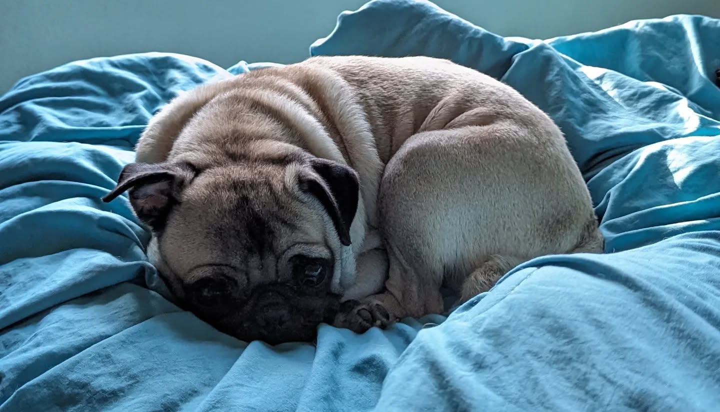 #pug #puglove #pugpuppy #puppy #puppylove #animals #pet #petsitter #womeninbusiness #smallbusiness #grantvalkaria #palmbay #palmbayfl