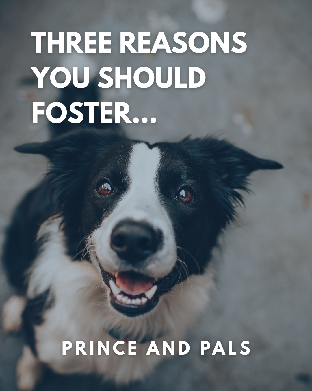 Fostering is one of the most impactful ways to help shelter animals. 🐾 By opening your home temporarily, you give pets the chance to heal and become ready for their forever family. Plus, every foster frees up space for another animal in need. Reach out to your local shelter to learn more about their foster program. 💛
#princeandpals #foster #adoptdontshop #animalrescue