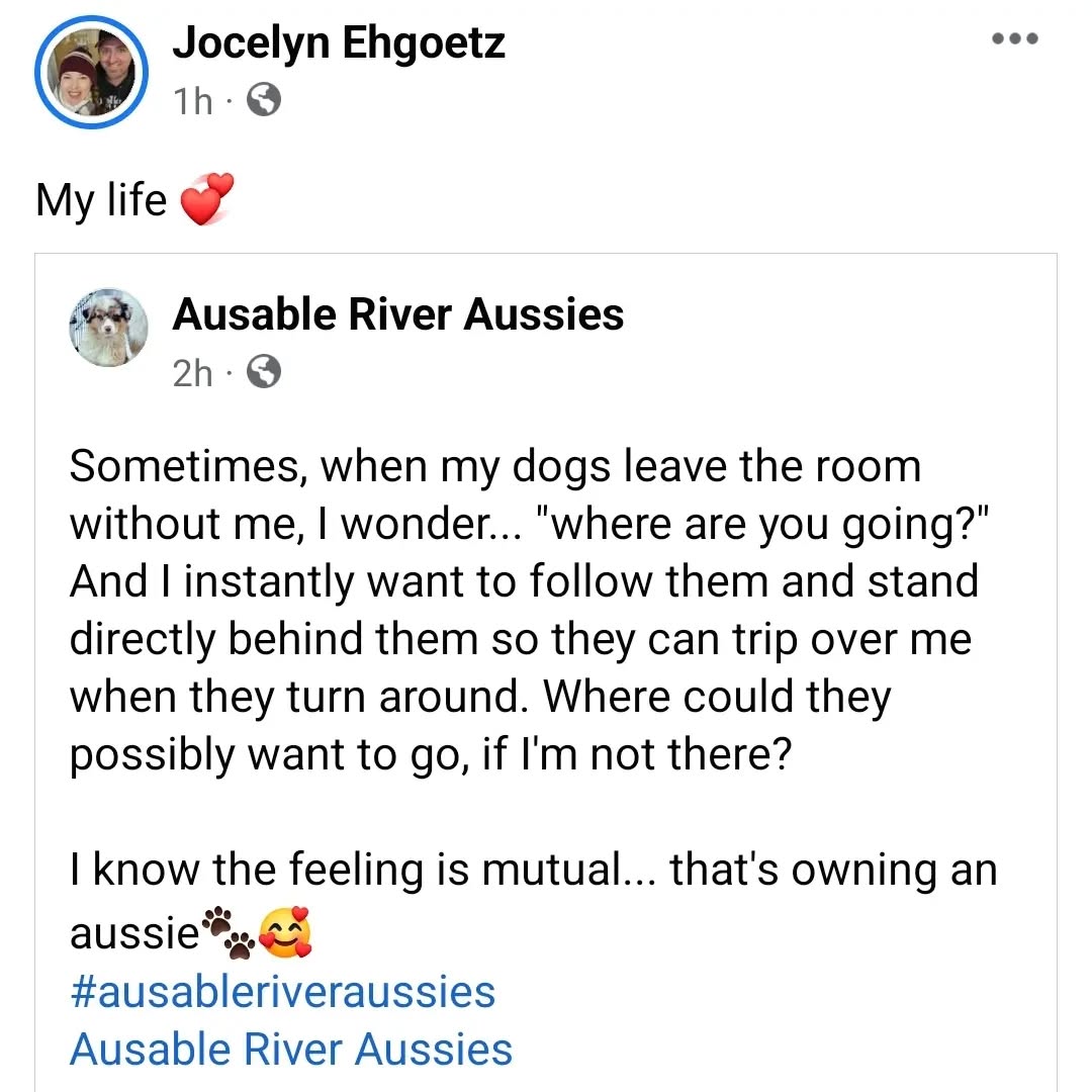 It's the best life ๐๐พ
#shadowdogs #aussiesofinstagram #australianshepherd #aussiedog #aussiesofinstagram #aussies #shepherdlife #dogsofig #dogsofinstagram #puppiesofinstagram #puppy #puppiesofig #aussiesofig