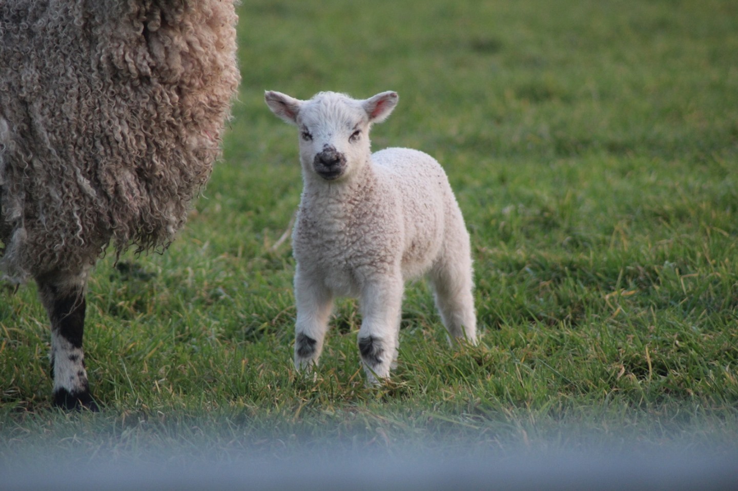 Spring is in the air!
#JPDigitalMarketing
#countrylife #country #minimalistdesk #deskdesign #isoul #apple #macbookpro #design #designlife #webdesign #potd #print #igersnorthdevon #radio #advertising #northdevon #northdevonbusiness #smallbusinesslife #bathlife #bristoluk #barnstaple #exeter #farmlife #spring2021 #spring #lambing #lambs #lambsofinstagram