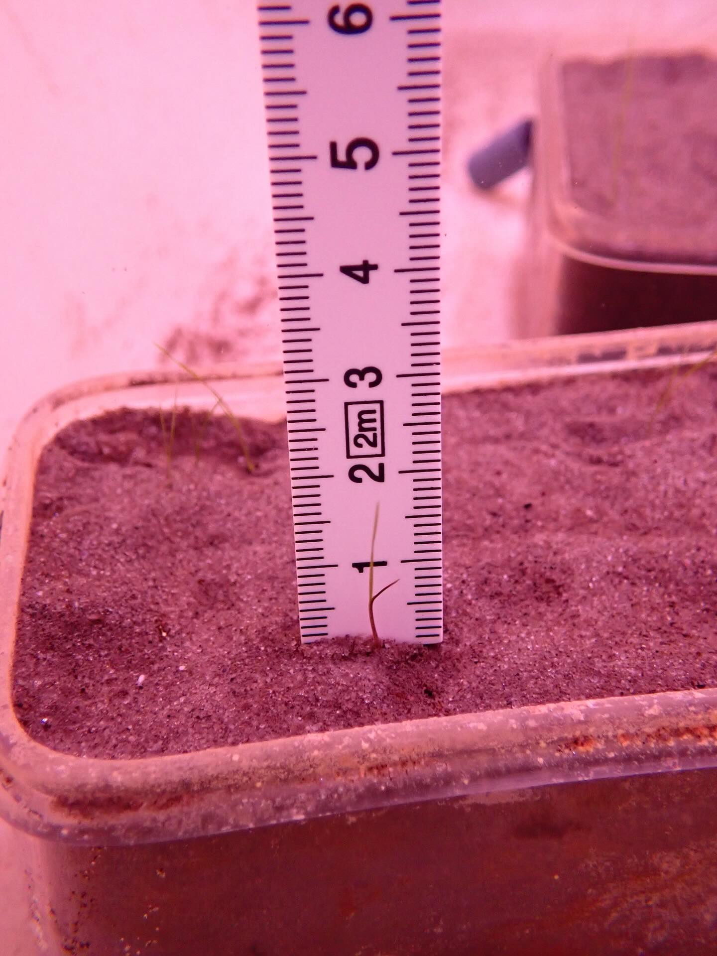 Baby plants, big questions 🌱
These germination trials focus on Ruppia maritima, a SAV species known for having one of the widest salinity ranges of any SAV. That flexibility makes it a key candidate for restoration in Delaware’s brackish and variable waterways.
Partners from @deseagrant and @delawarednrec are testing how locally sourced brackish Ruppia seeds germinate and grow during their earliest life stages, and how that success might change across different salinity conditions. What we learn here helps inform when, where, and under what conditions Ruppia restoration is most likely to succeed across the state!
Restoration works best when it’s grounded in local plants and local conditions. Follow along for more updates as we continue to experiment!