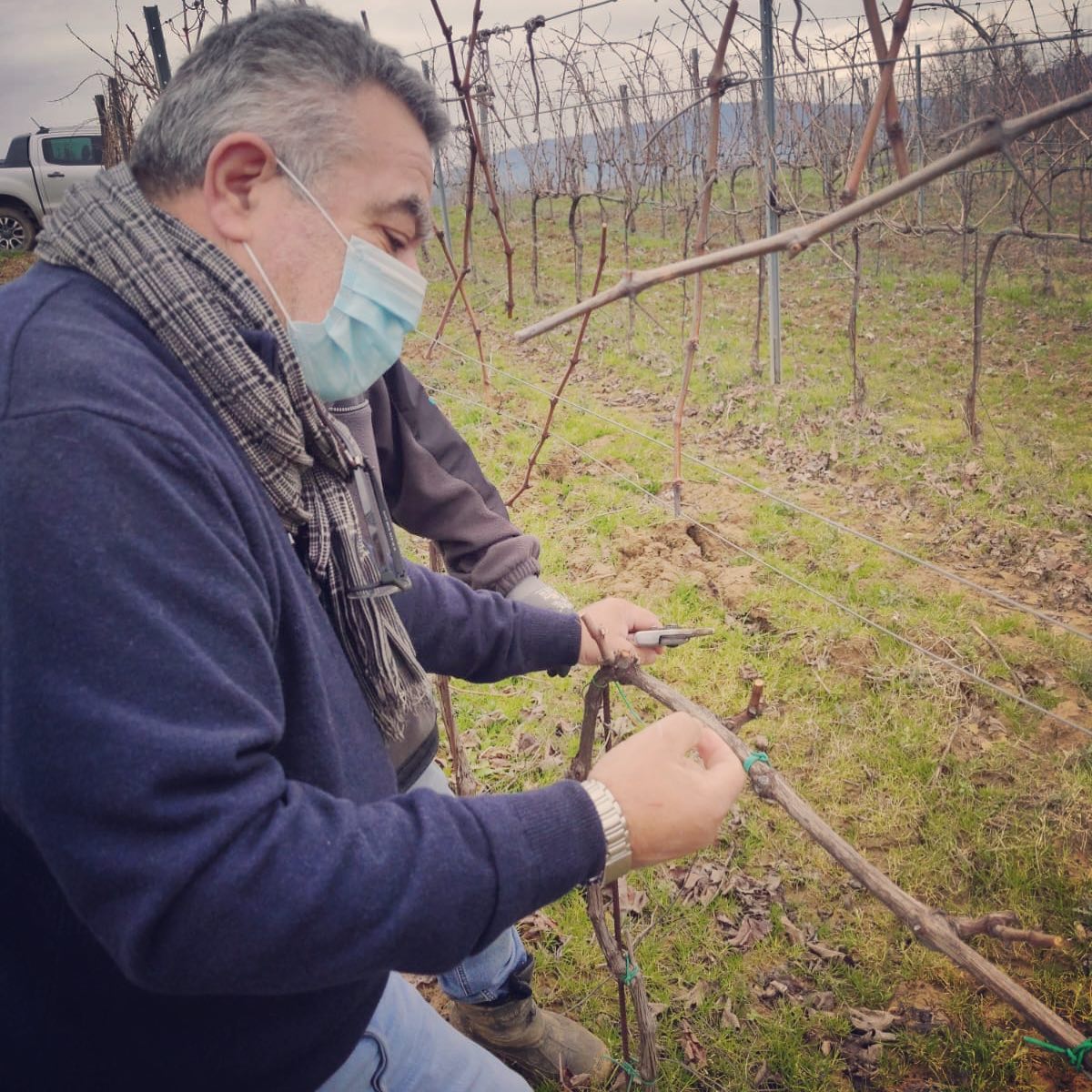 La #potatura è una delle operazioni più importanti nel #vigneto, da questo momento la dipende la qualità è la quantità delle prossime produzioni.
.
.
.
.
#laboratorioenologicotoscano #toscana #vigneto #uvadiqualità #viticoltura
