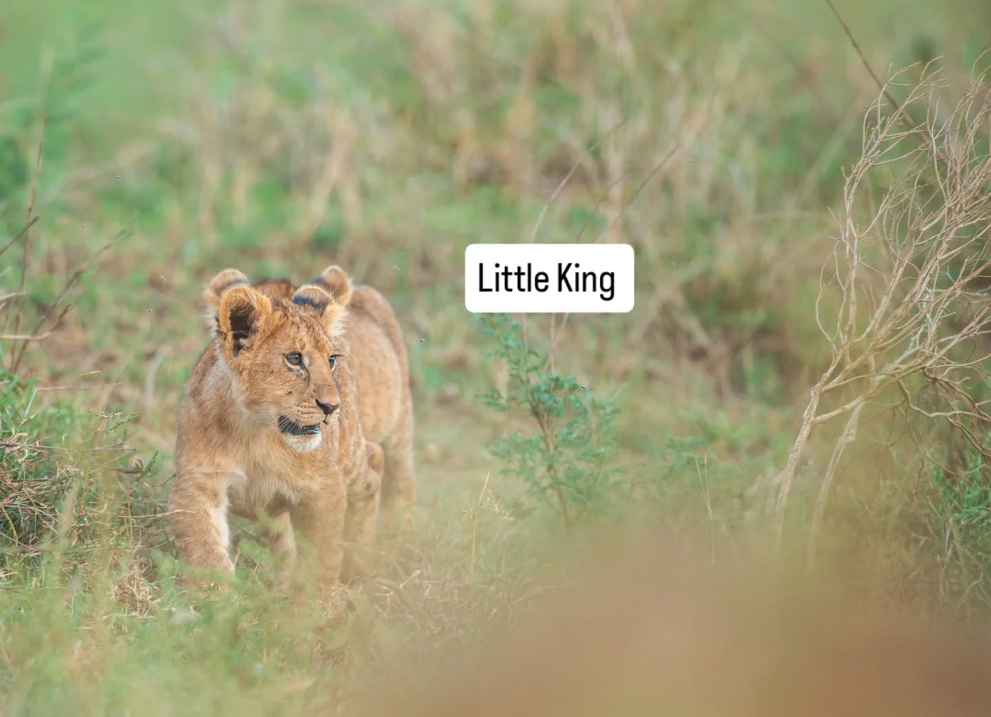 The Circle of Life, Written on the Serengeti Plains
A lioness at rest.
A cub taking its first confident steps.
This is where strength meets tenderness — where the future of the Serengeti is quietly shaped.
Witnessing these moments in the wild is a reminder that a Tanzania safari is not just about sightings, but about stories unfolding in real time.
At Gnade Safaris, we take you beyond the checklist and into the heart of nature — where every drive holds meaning, patience, and awe.
📍 Serengeti National Park
🦁 Home to timeless wildlife moments
Plan your authentic Tanzania safari with Gnade Safaris.
#Serengeti #LionCub #WildlifeMoments #TanzaniaSafari #AfricanWildlife #SafariExperience #GnadeSafaris #NatureAtItsBest #CircleOfLife