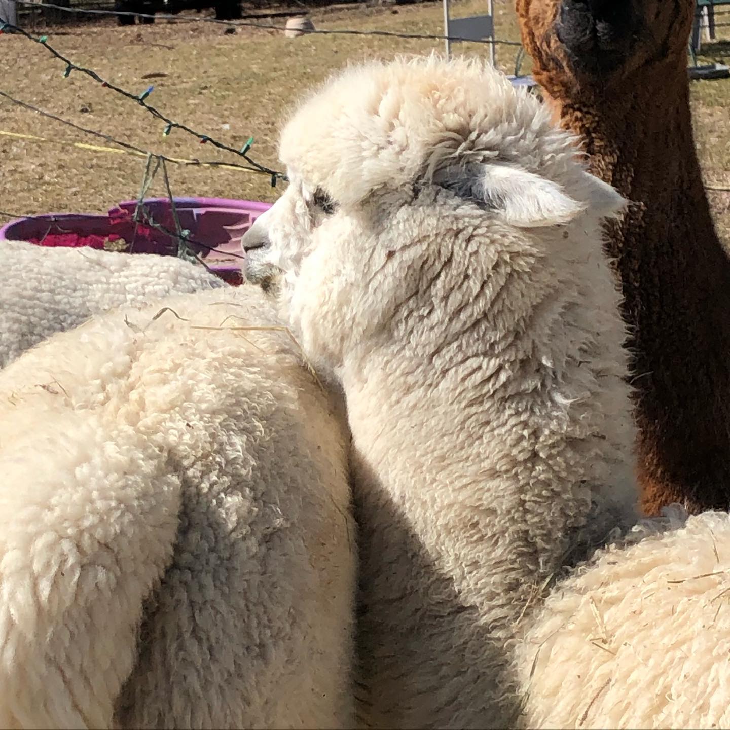 Snuggling alpacas ❤️#alpacasofinstagram #alpacafarm #alpaca #buffalomn