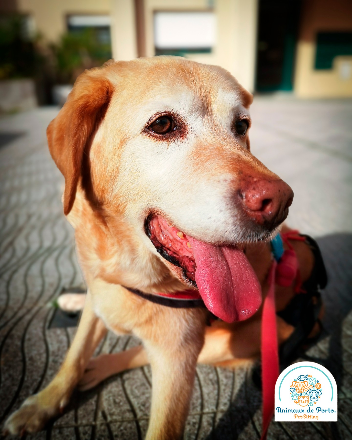 Marilyn ๐ป #petsitting #petsittingporto #dogs #cats #petlovers #petsofinstagramโค๏ธ๐ถ๐พ #porto