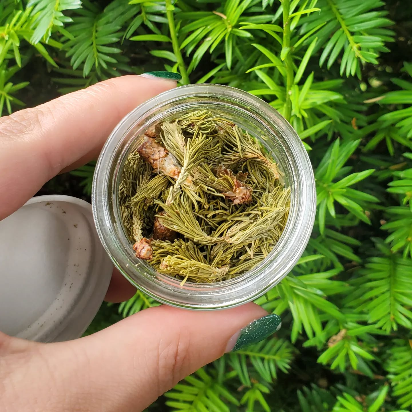 We get so many compliments on our sapin tea🌲🍵 which is locally sourced in Gaspé, Canada 🇨🇦. Its a refreshing beverage served cold or hot which is why it is one of @koties_shop 's best sellers! 🖤
.
.
.
.
#tea #sapin #teaparty #montreal #smallbusiness #onlineshopping