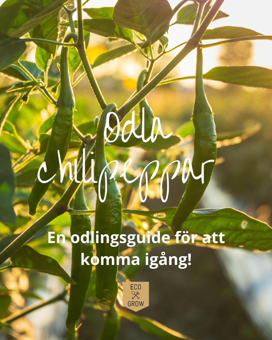 Chilipeppar är en av de grödor som har lång utvecklingstid, och därför kan du så dessa fröer redan nu!🌶️🌱
Därför har vi tagit fram en nybörjarguide för hur du ska gå tillväga med din chiliodling, allt ifrån att välja chilisorter, till förkultivering, utplantering och skörd!
Ni hittar guiden i vår bio!