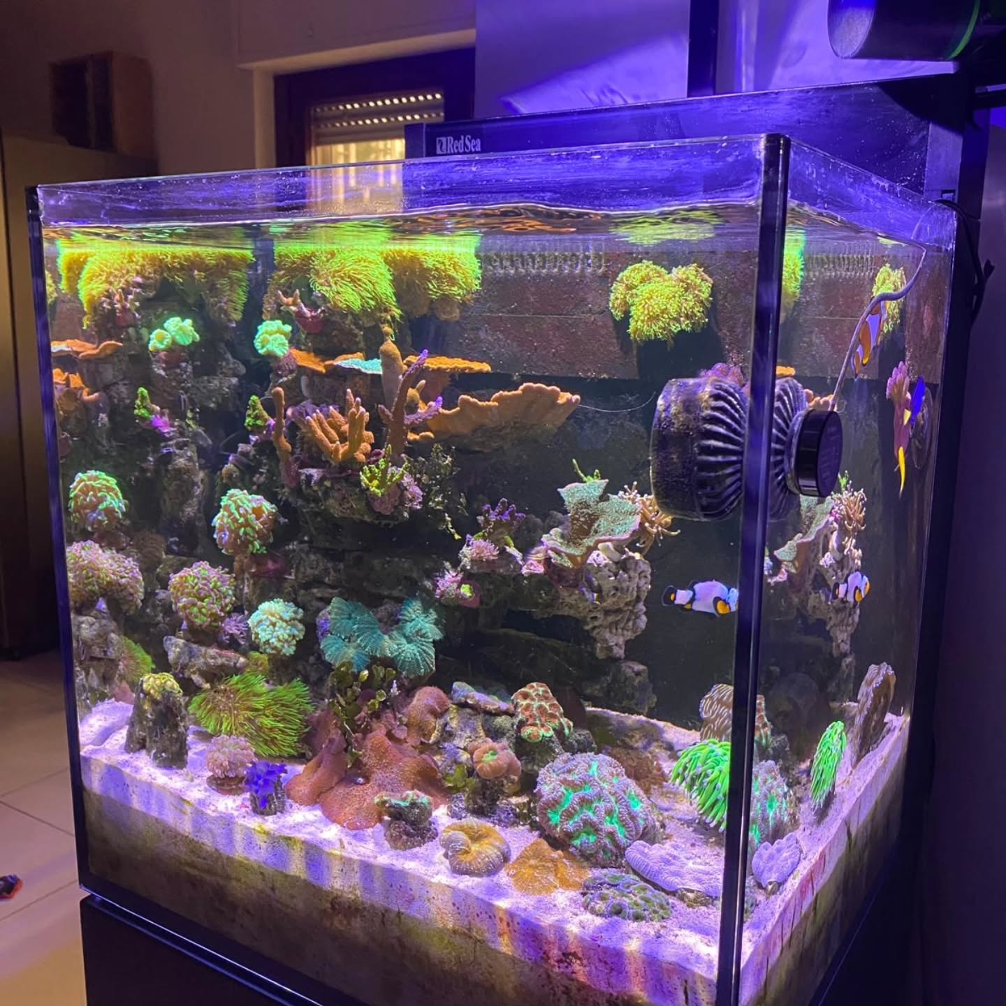 🌈 NanoReef di Gaetano 🌈
Piccole dimensioni, grandi emozioni.
Un acquario facile da gestire, ma capace di regalare colori mozzafiato ogni giorno 🪸🐠
Quando la passione incontra l’equilibrio perfetto, il risultato è un angolo di barriera corallina direttamente a casa 💙
🔹 Stabilità
🔹 Colori intensi
🔹 Vita in miniatur
@pezdrumz
#NanoReef #AcquarioMarino #ReefTank #Acquariofilia #Coralli ReefLife SaltwaterAquarium PassioneReef