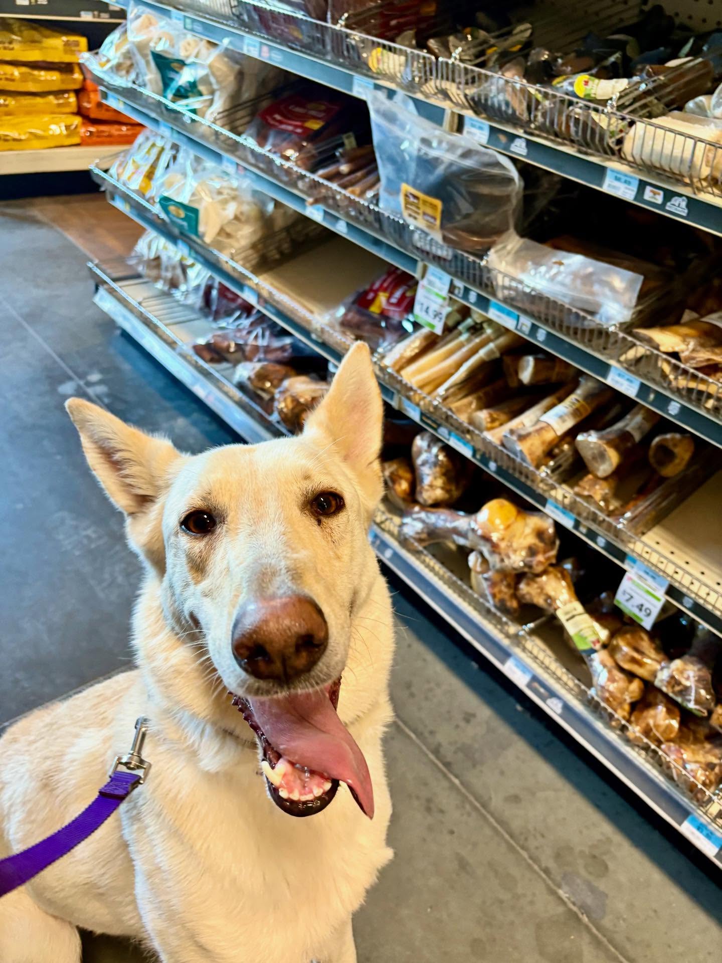 Good boy Angler training in the bone aisle like a pro!