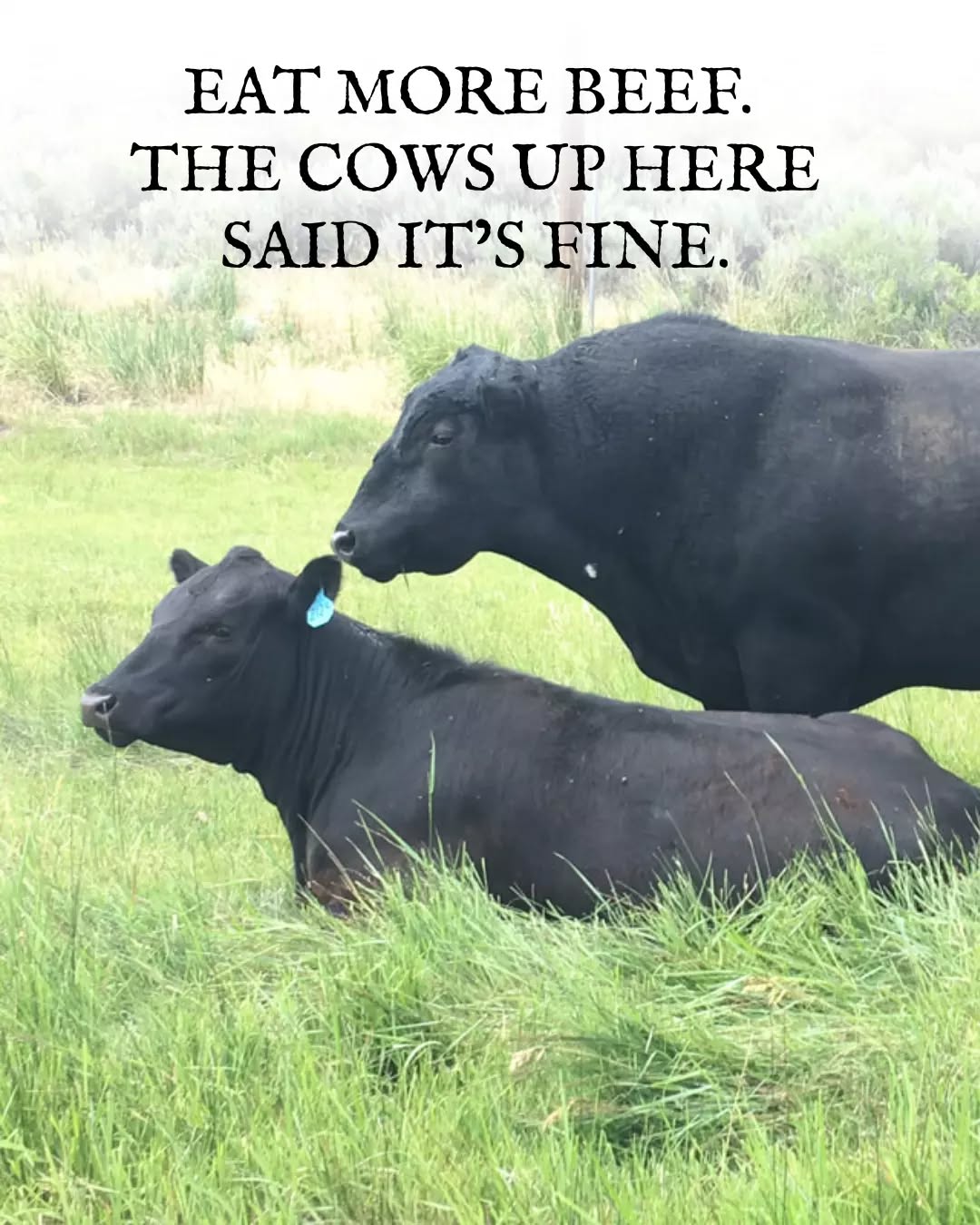 Eat more beef. The cows up here said it’s fine. Liberty Cattle proudly sources premium Angus beef from trusted ranches across Montana and delivers it straight to your door. When the land is this good, the beef speaks for itself.
..
..
#BetterBeef #MontanaBeef #BeefDelivered #GrillBetter #FarmToDoor #LibertyCattle #LibertyCattlemt