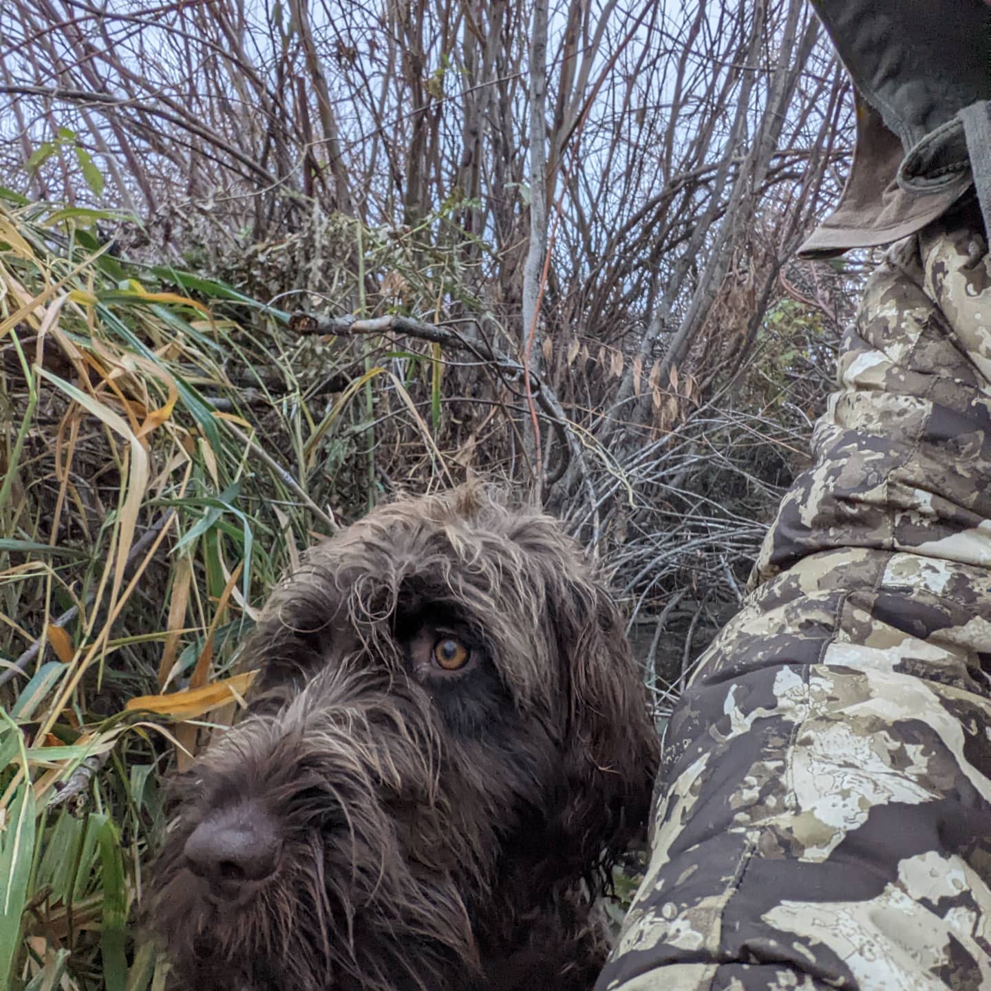 It's that time...
#Wirehairedpointinggriffon #NAVHDA #Wpgoftheday #WPG
#Wirehairedpointinggriffon
#IdahoWPG #Chuckerhunters#Griffpups
#WPGofIdaho #Dogswithbeards
#Idaho # #Idahobirddogs #Uplandhunting #Birddoghunting #Mansbestfriend
#AKC #Sportingdogs
#waterfowl #Uplandhunting