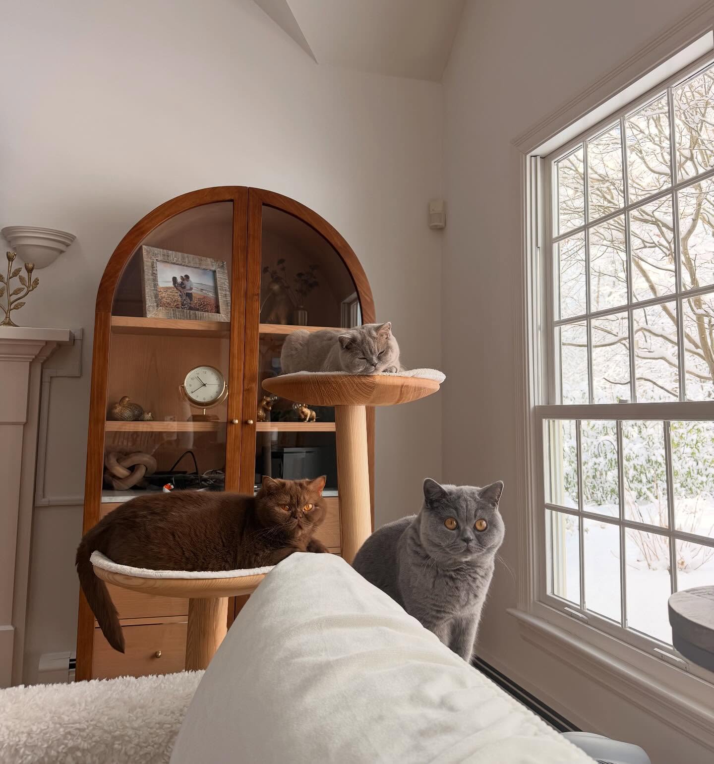 The kitties are preparing for the snowy weekend ahead. We are expecting around 15 inches of snow! As you can see, it’s a lot of work for them. 😅☃️🌨️❄️
.
FOLLOW here @newenglandbrits 🦭
.
.
.
#worldwide_meowdels #britishshorthair #bestcatclub #catstagram #instacatfluencer #catsofboston #cutebritishshorthairs #allmeowphotos #instacatofficial #featured_whiskers #instacat_meows #cat_features #featurecats_insta #champion #bostoncats #toebeanscatcafe #homesweethome #winterwonderland #birdlovers #birdwatching