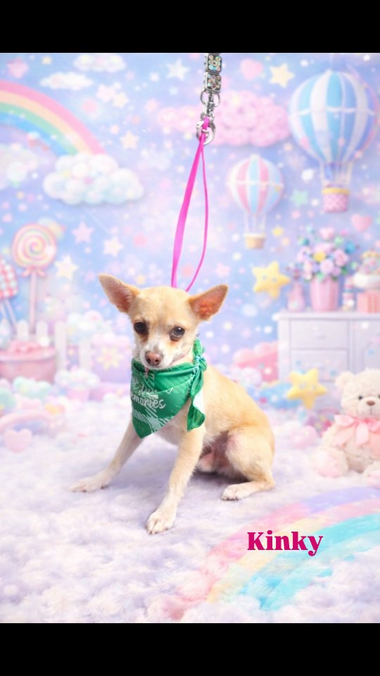 Kinky after his first bath with The Groomiez! Such a cutie he didnt want us to leave ❤️🥰🐶