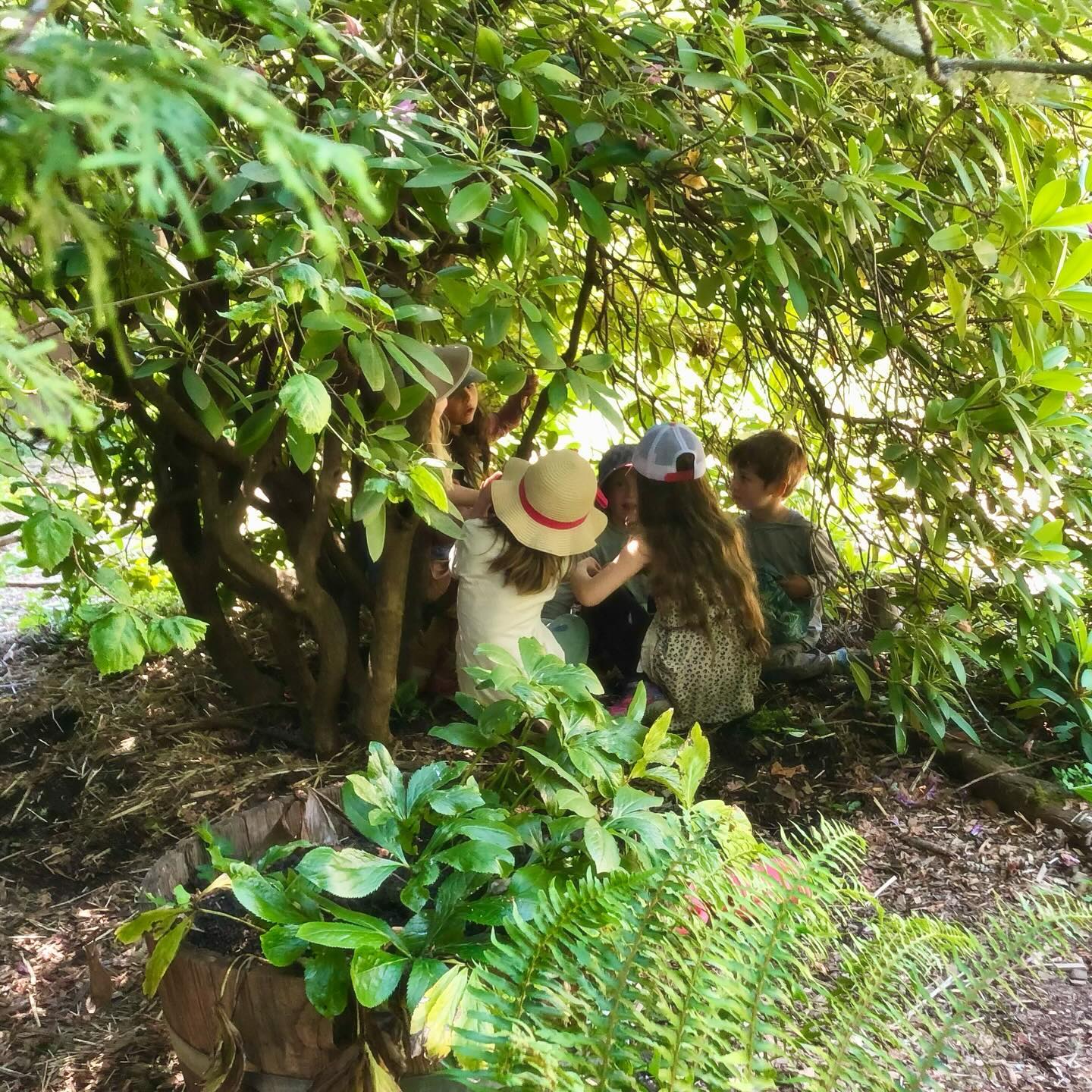 āThe shortest distance between two people is a storyā - Patti Digh š« The children created their own storytelling hideout under this rhododendron and it has quickly become a favorite gathering spot. Taking turns listening to and sharing stories with one another has forged many powerful new connections among the group.
.
.
.
.
.
#forestschool #forestpreschool #childrensartstudio #wildspaces #outdoors #outdoorkids #outdooreducation #outdoorlearning #optoutside #naturebasedlearning #wildschooling #rewildyourchild #classroomwithoutwalls #cedarsongway #placebasededucation #natureschool #natureplay #naturekids #pnwkids #pnwkids_washington #olympia #olympiapreschool #olympiawashington #pacificnorthwest #wildandfreechildren #interestledlearning #learnwiththeland #ancientfuturespbe #storytelling