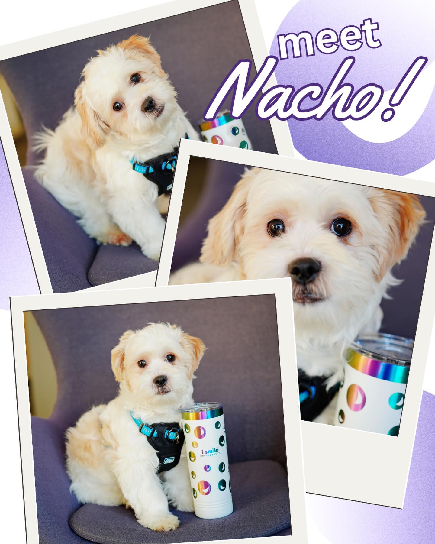 Meet the newest (and furriest) member of the i smile orthodontics family!๐
Nacho officially joined the crew last weekend when our amazing Treatment Coordinator, Jessica, welcomed him home. He is already stealing hearts and clearly has great taste because he grabbed one of our i smile swag cups on day one.๐
We love celebrating our team both two-legged and four-legged. Welcome to the i smile family, Nacho. We have a feeling he is going to make a lot of people smile!๐