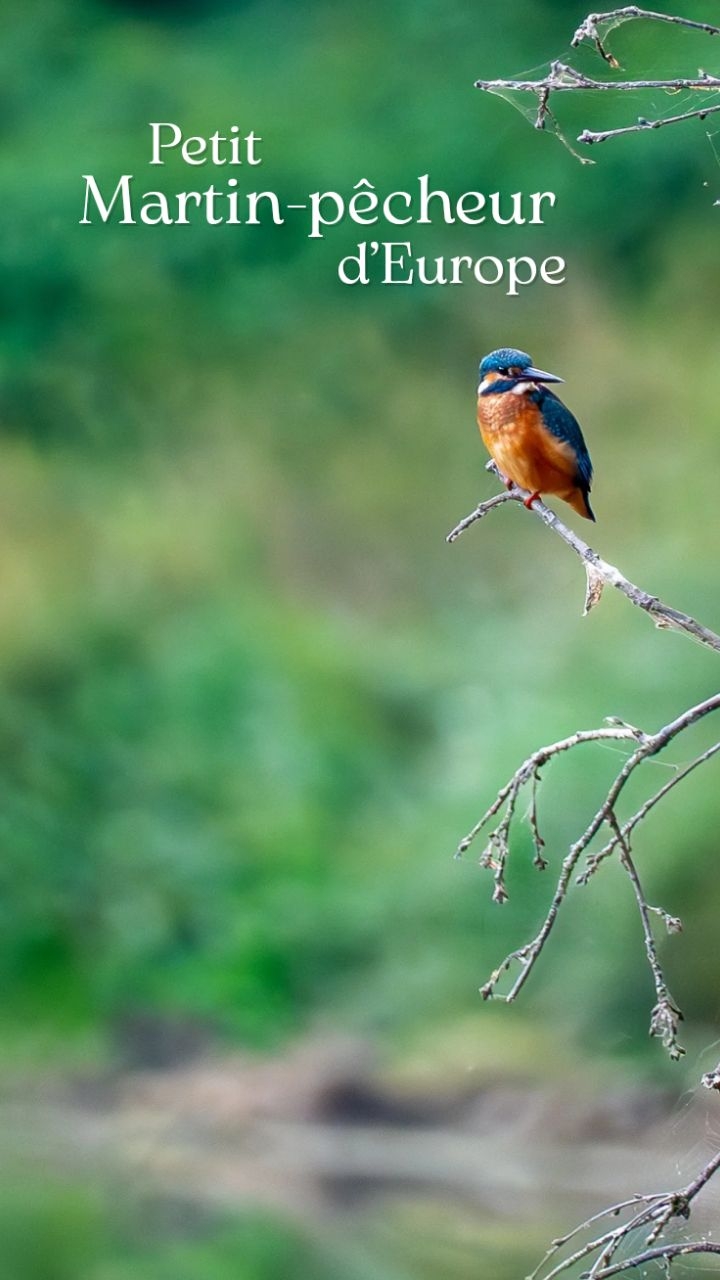 Mon petit coin de paradis, à Landevielle, m'a permis de croiser la route de nombreux animaux : sanglier, renard, chevreuil, ragondin, héron cendré... A plusieurs reprises, je l'ai entendu. Avec patience, je l'ai cherché. Ce petit martin-pêcheur d'Europe. C'était la première fois que j'en voyais un. Ses couleurs, sa patience pour chercher sa proie et observer son environnement... A chaque affût, je l'entendais et je savais que c'était lui. Qu'il allait m'accompagner jusqu'à la tombée de la nuit. Je me suis donc amusée à essayer de capturer quelques instants qui s'offraient à moi. Il n'était pas l'animal que je cherchais, mais il est l'un de ceux qui m'a offert le plus beau spectacle. 💙
#martinpecheur #oiseau #bird #nature #wildlife #wildlifevideos #animals #wildlifephotographer #photographer #paysdesaintgillescroixdevie #SonyAlpha #vendée #france