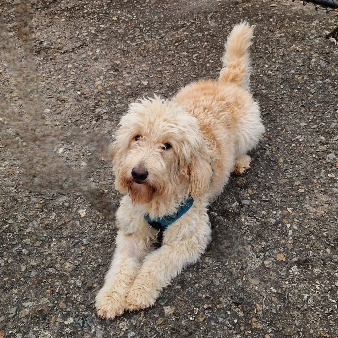 Assistenzhundetraining mit unseren Teams 🐕🦺
#assistenzhundeschweiz #assistenzhundeverein #assistenzhundausbildung #assistenzhundeteam #gemeinnützigerverein