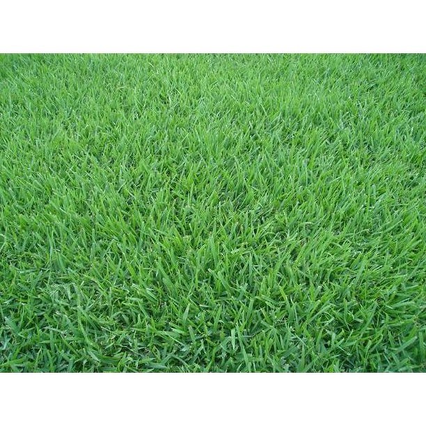 Características: Excelente densidade, baixa manutenção, resistência a seca, ótima para paisagismo, e também com boa performance na área esportiva.
Recomentado: Jardins residenciais, comerciais e industriais, Parques e Área de Lazer.
Resistência a seca: Boa.
Coloração no Inverno: Boa.
Resistência ao Pisoteio: Boa.