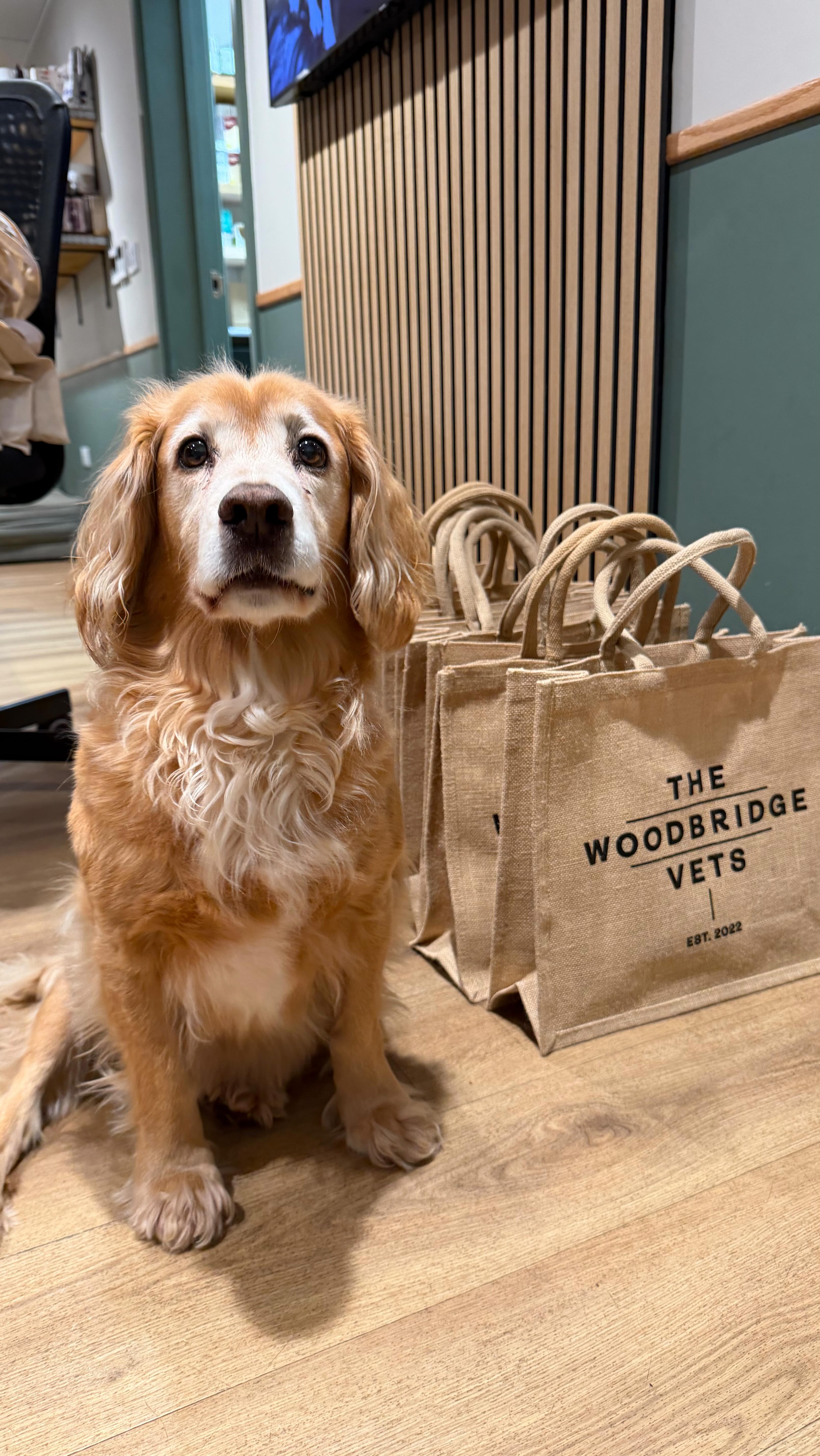 We loved hosting another First Aid Event at The Woodbridge Vets! 🤎 It was great to see so many pet owners learning essential emergency first aid skills, building the confidence to act quickly and calmly when it matters most. Being prepared can truly make a difference. Big thanks to everyone who came along 🤎
#thewoodbridgevets #independentpractice #veterinarypractice #firstaidevent #pets