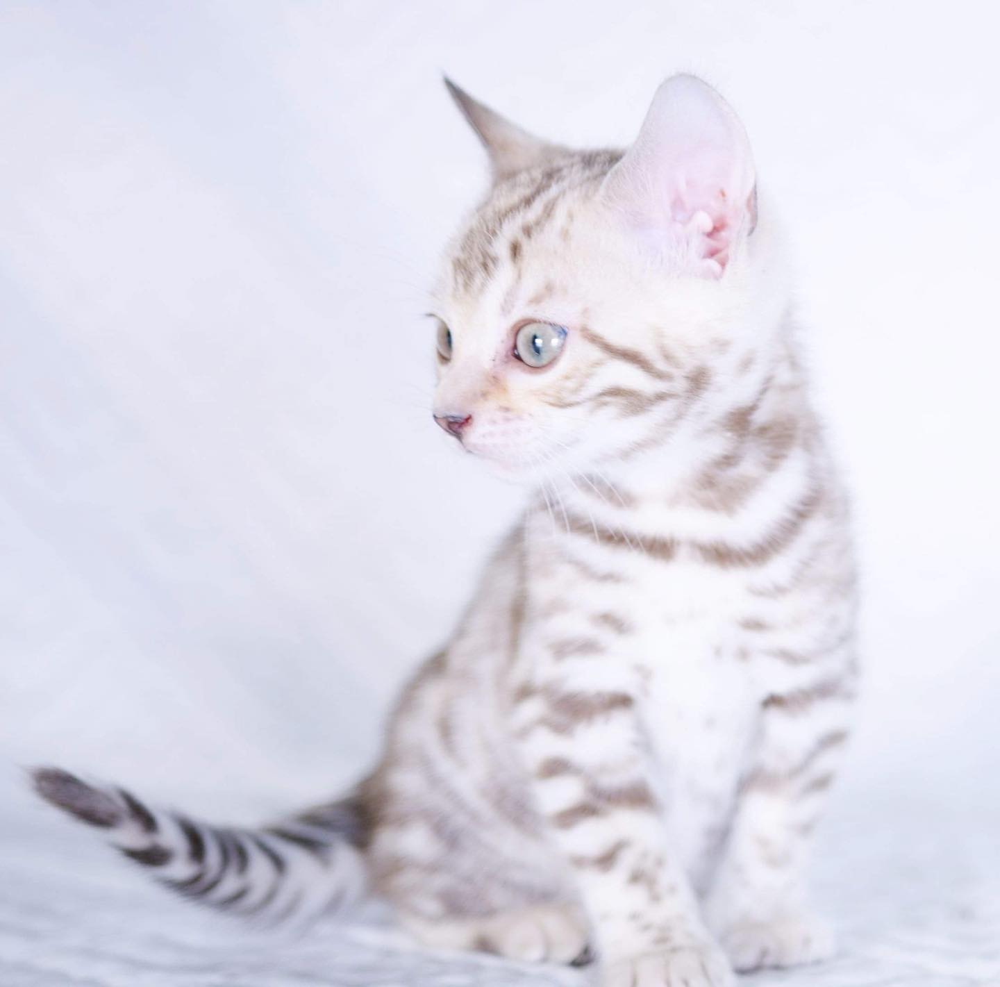Femelle Snow mink 😻
Disponible à la réservation 🫶🏻
#leranchdubengal#leopardneiges#bengal#cute#kitten