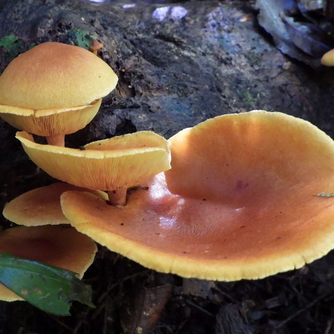 Fungi in the forest...
#karameafungi #karameawild #nzfungi
