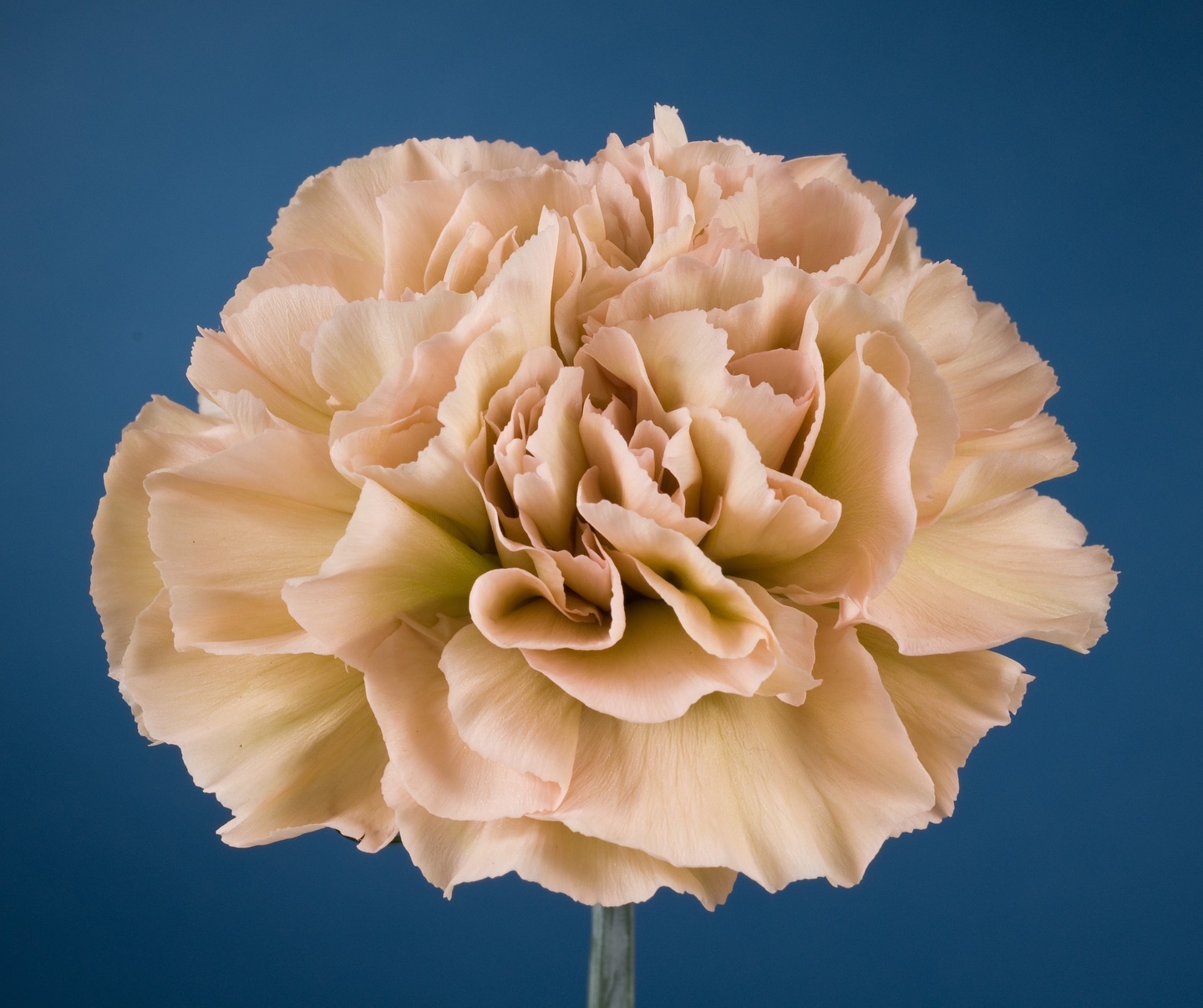 Standard varieties-HONEY