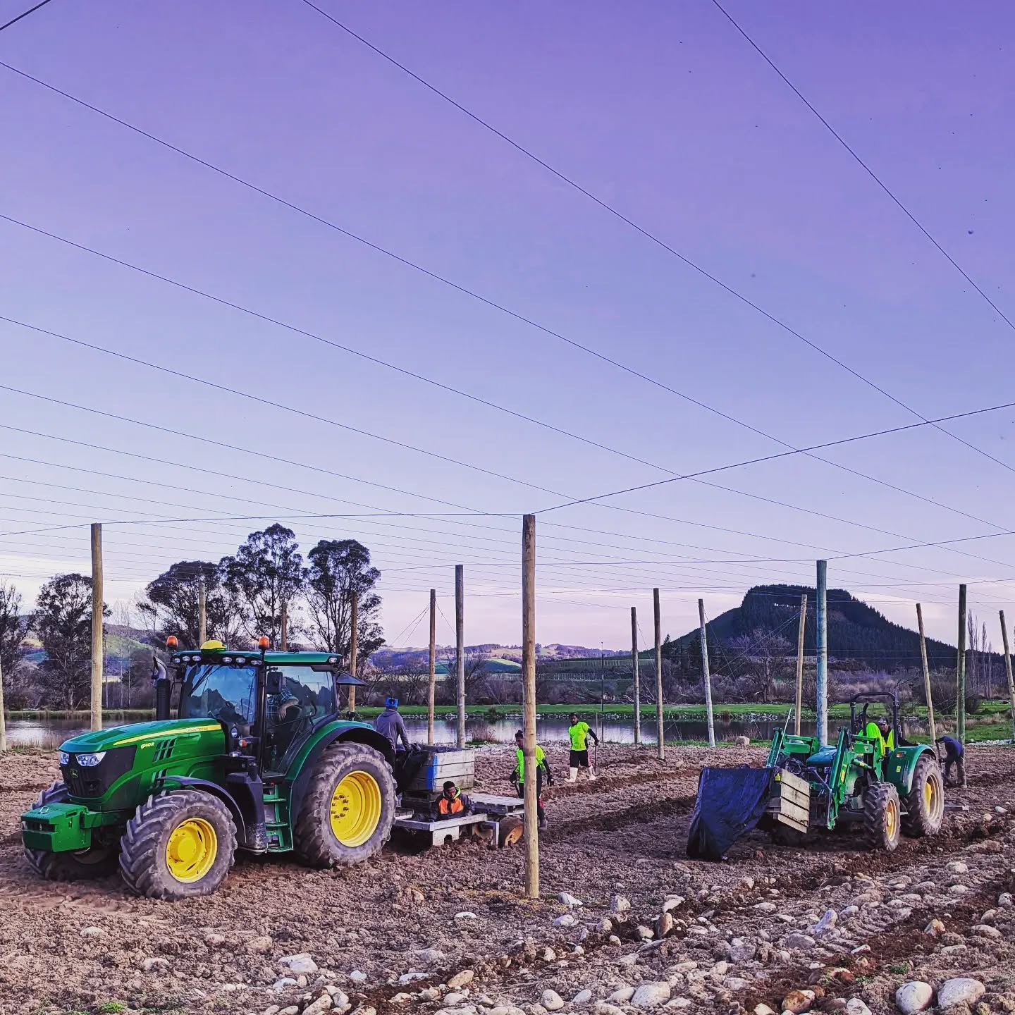 Sunset 🌄 planting Riwaka crowns at Blue Rock with Battery Hill in the background