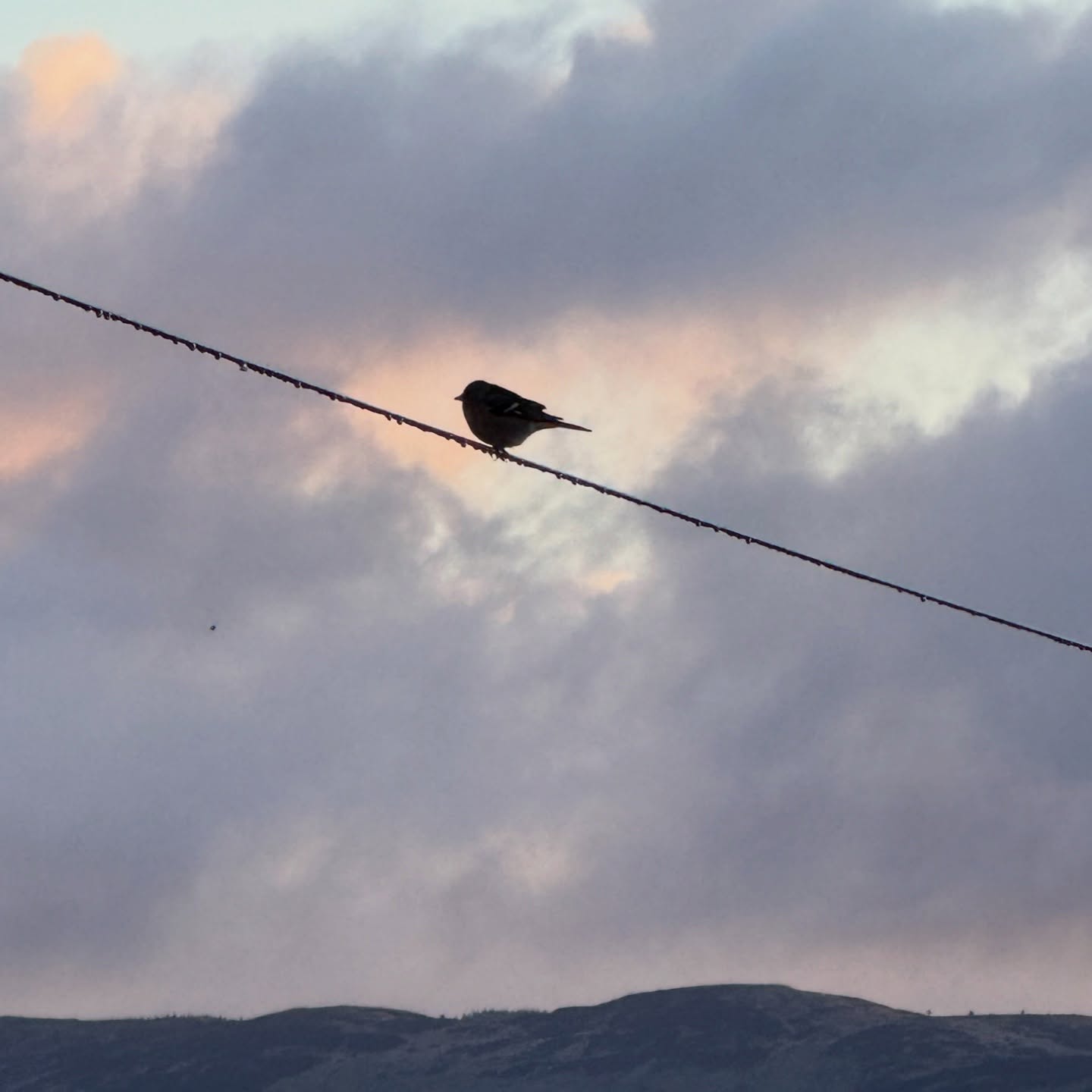 🌿 Tales from the Hills - A Story of Birds🌿
Up amongst the hills of North Ardminish birds are a big part of our lives 🐦⬛ We are always under a flight path and sound carries greatly here bringing with it (through the winds and across the waters) the songs of many birds - be they gathering along the shore or floating on hill surrounded lochans 🎶
As part of our ongoing study of biodiversity at North Ardminish we have been documenting both bird song and sightings over the last year and we are looking forward to new encounters in 2026 and sharing them with you ✨
We will be taking part in the Big Garden Birdwatch with @rspb.scotland very soon, though “garden” is definitely a stretch for us sometimes. Wild and vibrant things always seem to escape their bounds here in the #isleofgigha and nestle alongside the cultivated. Just the way we like it.
For those interested here are some from our favourite and rarer visitors:
Robin
Chaffinch
Great Tit & Blue Tit
Goldfinch
House Sparrow
Black Bird
Eurasian Curlew
Sandpiper
Snipe
Meadow Pipit
Dunnock
Linnet
Willow Warbler & Sedge warbler
Hooded Crow, Carrion Crow & Raven
Greater Whitethroat
Wren
Spotted Flycatcher
Song Thrush
Ring-necked Pheasant
Grayling Goose & Canada Goose
Corn Crake
White Wagtail
Collared-Dove
Common Gulls & Black-backed Gull
Sparrowhawk, Hen Harrier & Common Buzzard
Barn Swallows & Starlings
Green-winged Teal & Wigeon
Mute Swan
.
.
.
.
✨Our Home :: Link in Bio ✨
.
.
▪️#naturephoto #wildlifephotographer #birdphotography #visitgigha